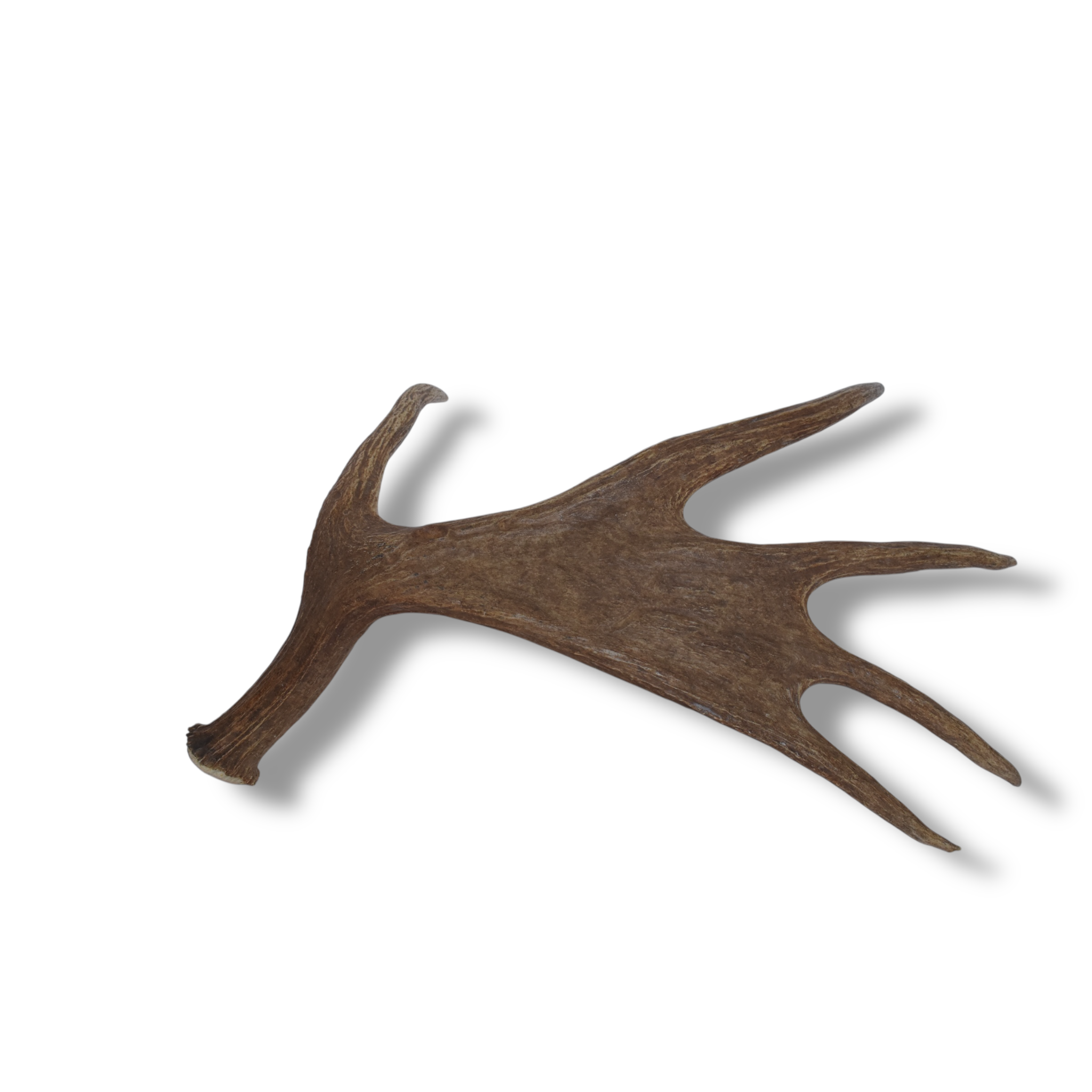 Moose Antler | Small Size | 01