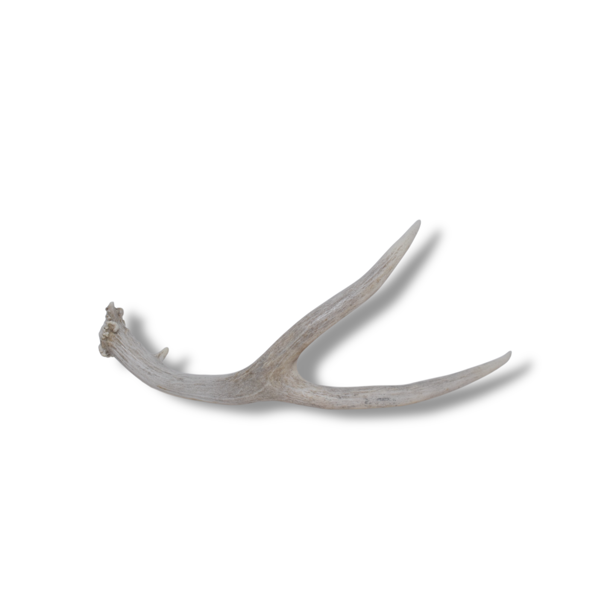Mule Deer Antler | 14