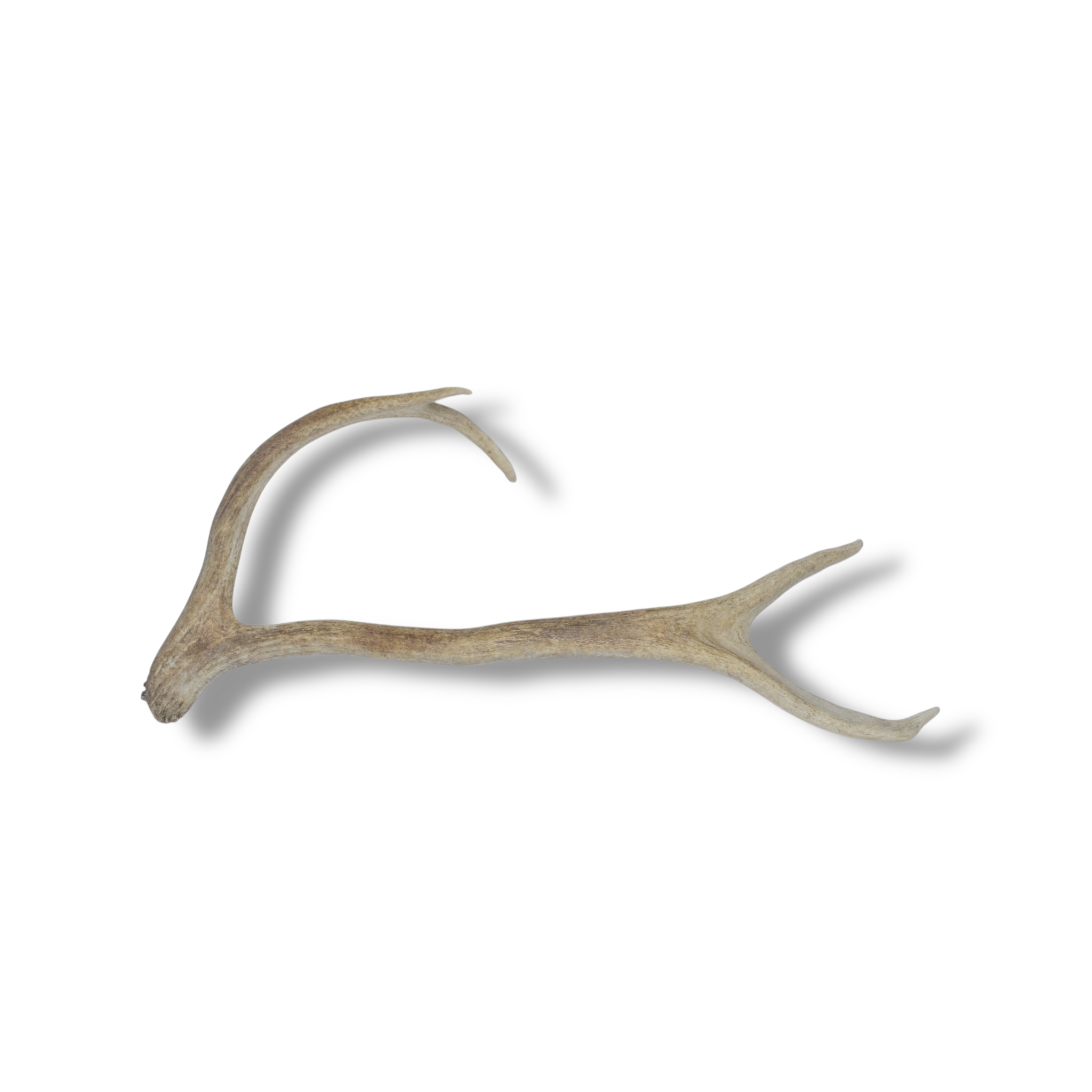 Elk Antler | Medium Size | 48