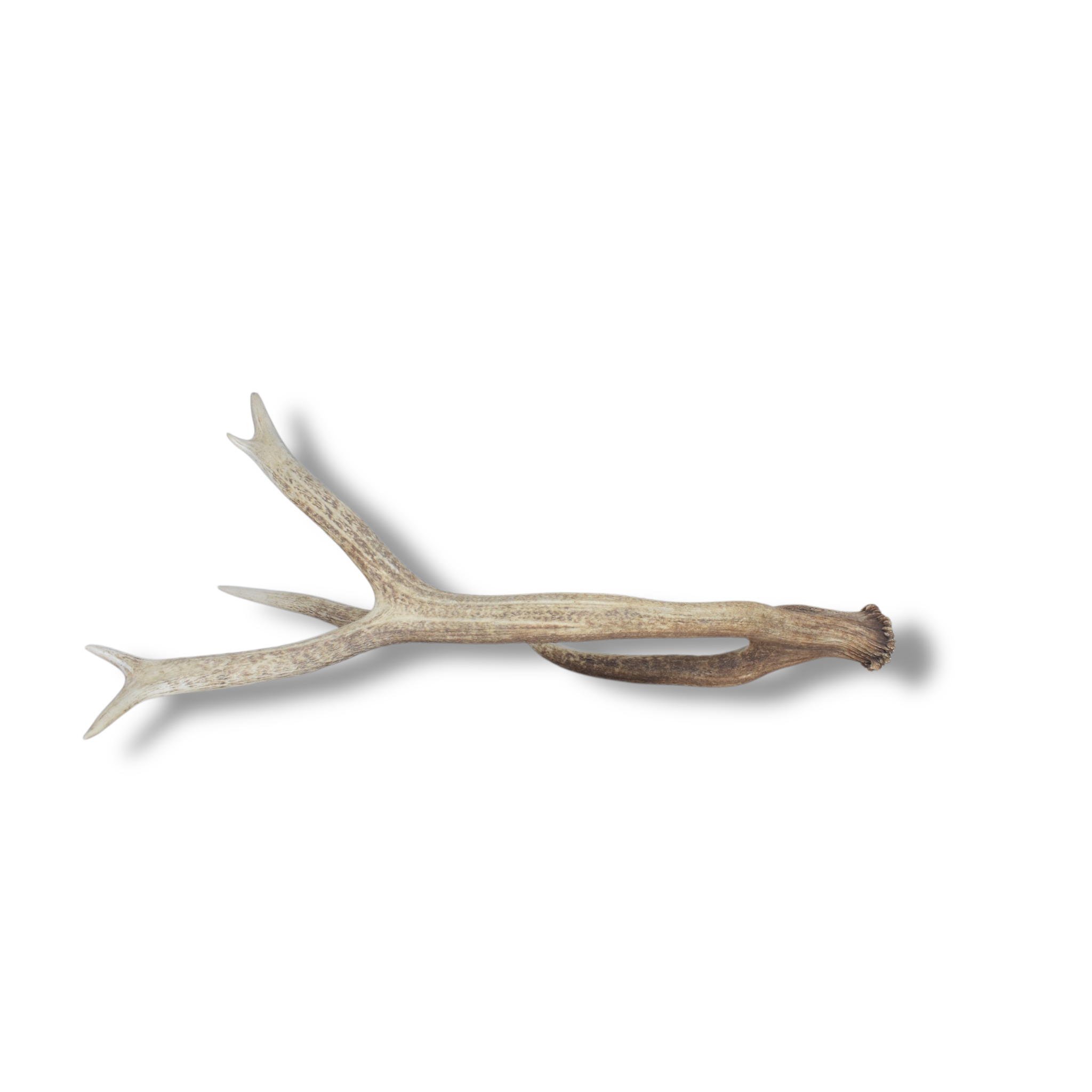 Elk Antler | 02 | SOLD OUT