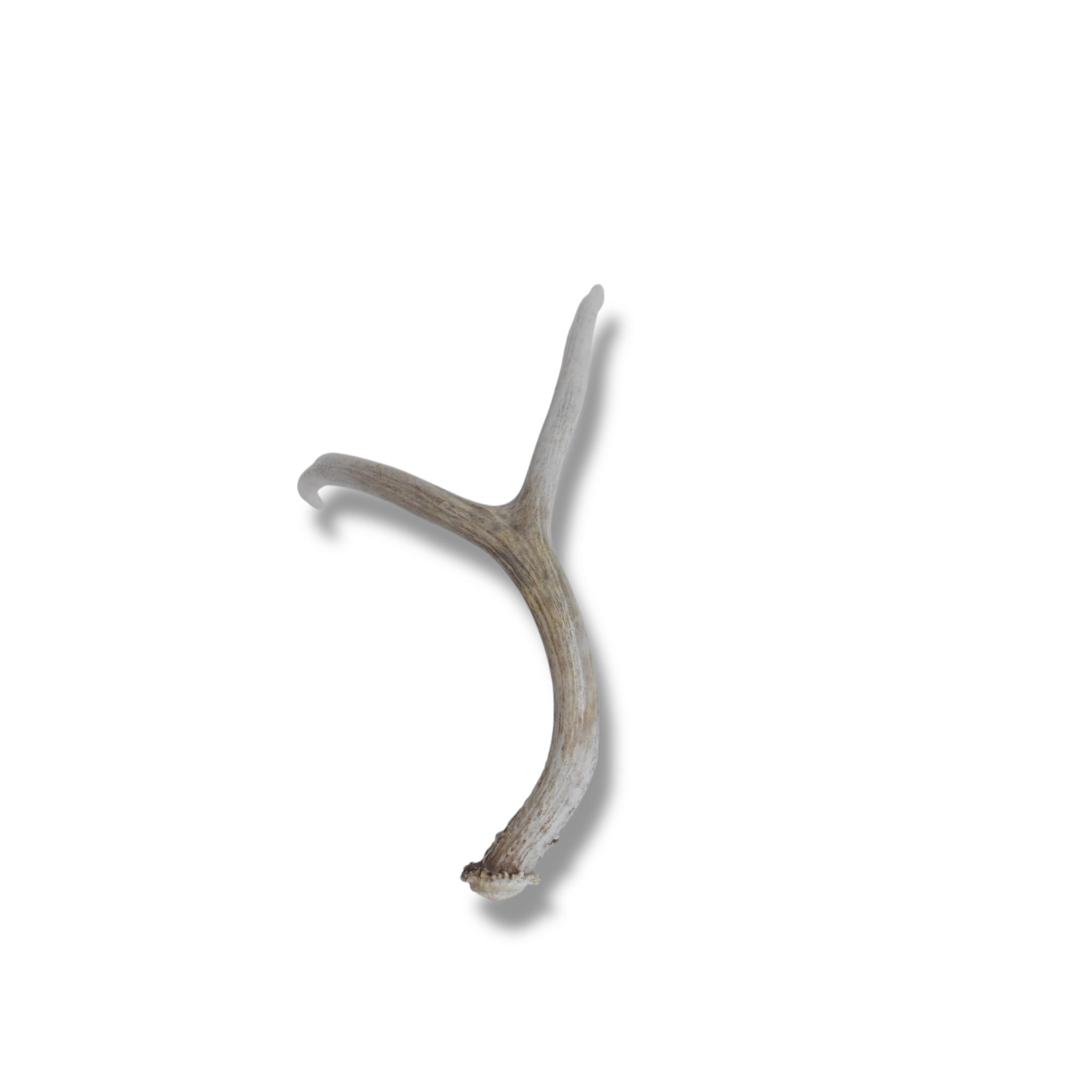 Mule Deer Antler | Medium Size | 15