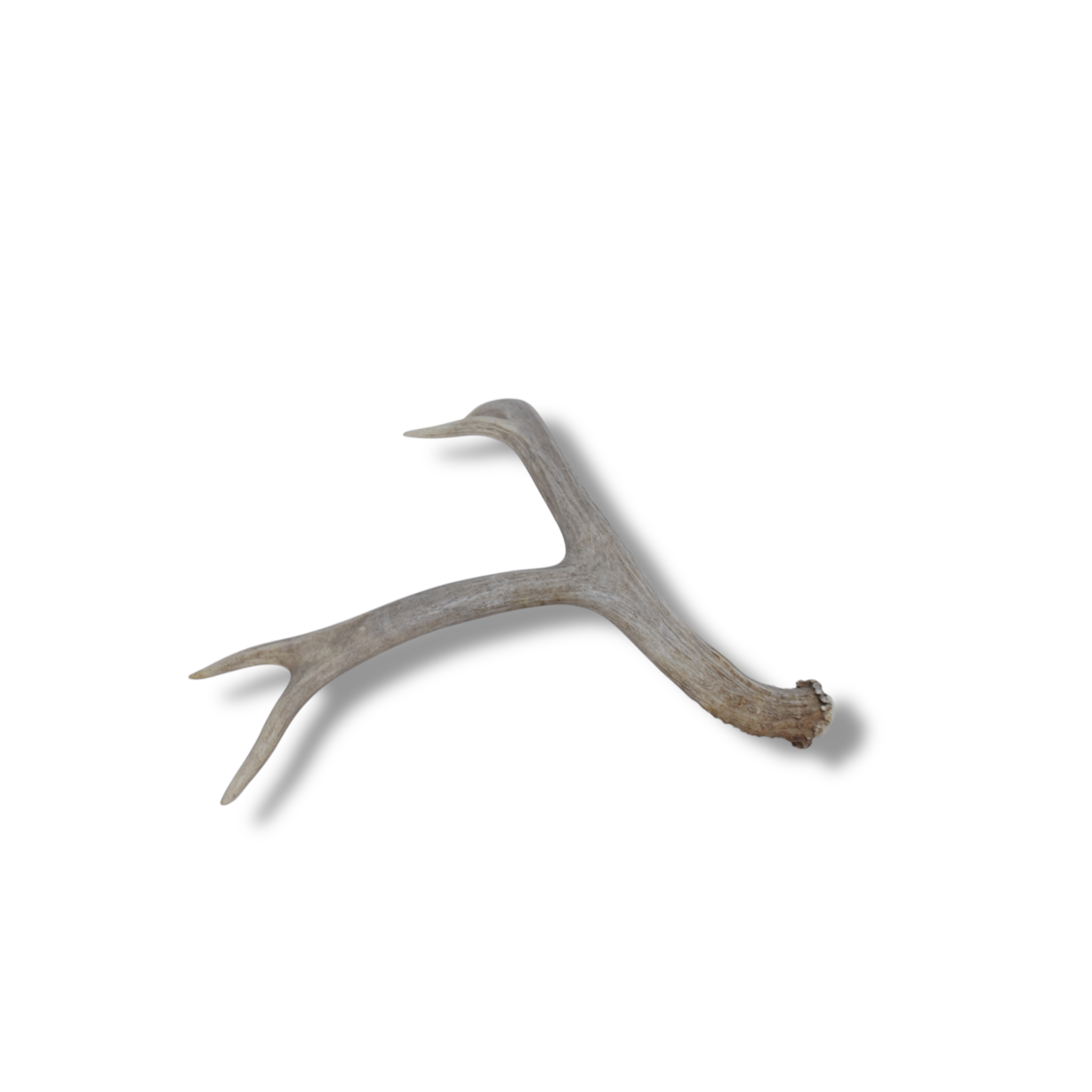 Mule Deer Antler | Small Size | 20