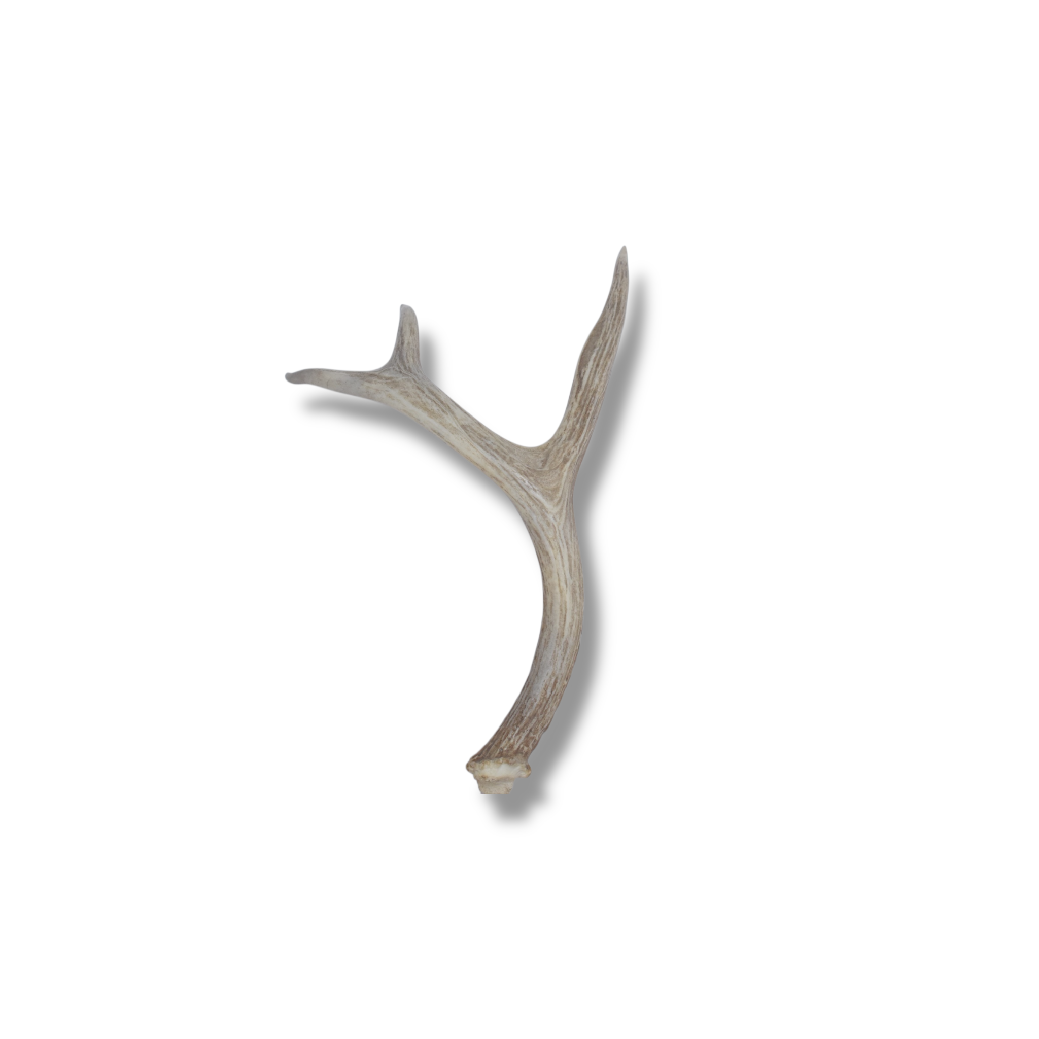 Whitetail Deer Antler | Small Size | 05