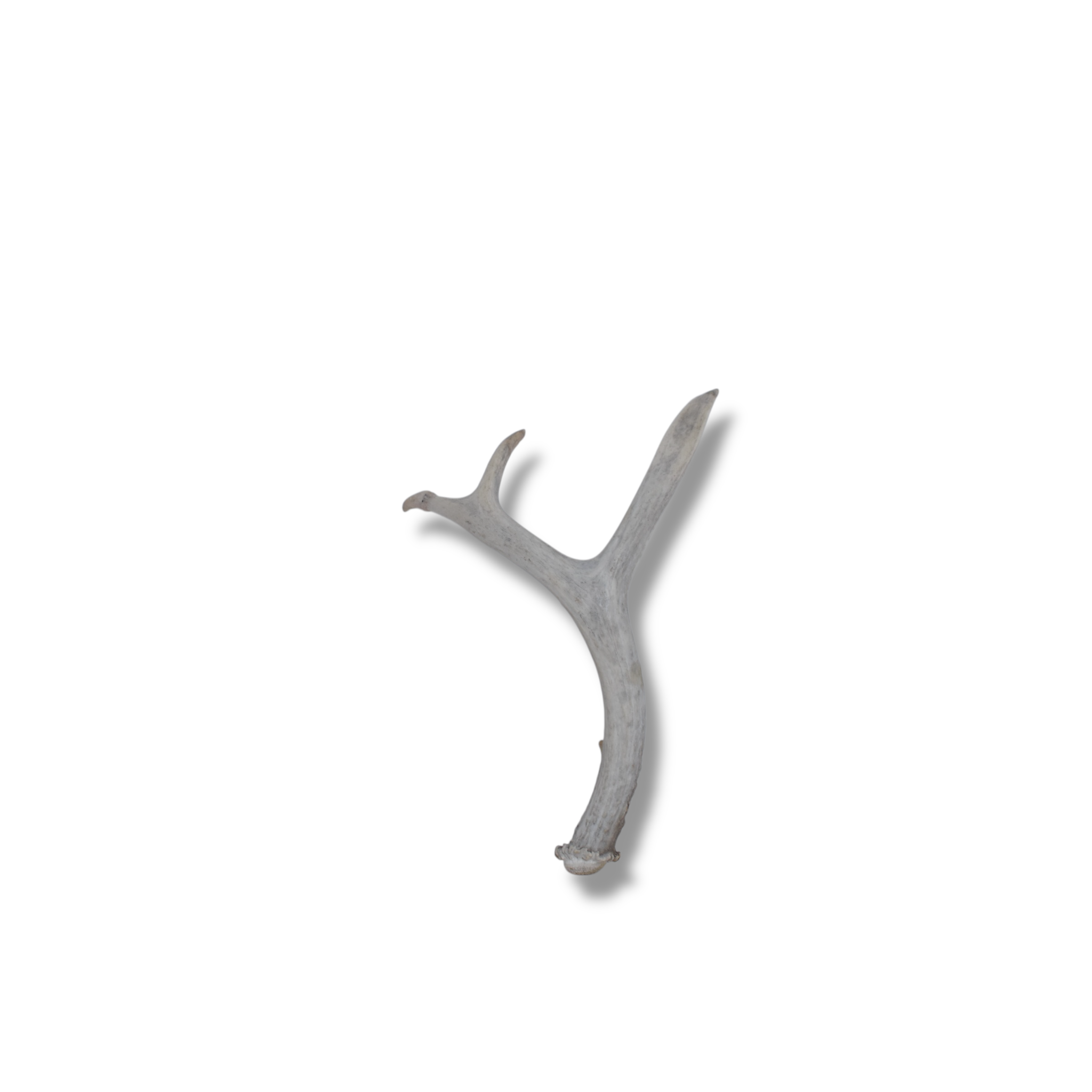 Whitetail Deer Antler | Small Size | 04
