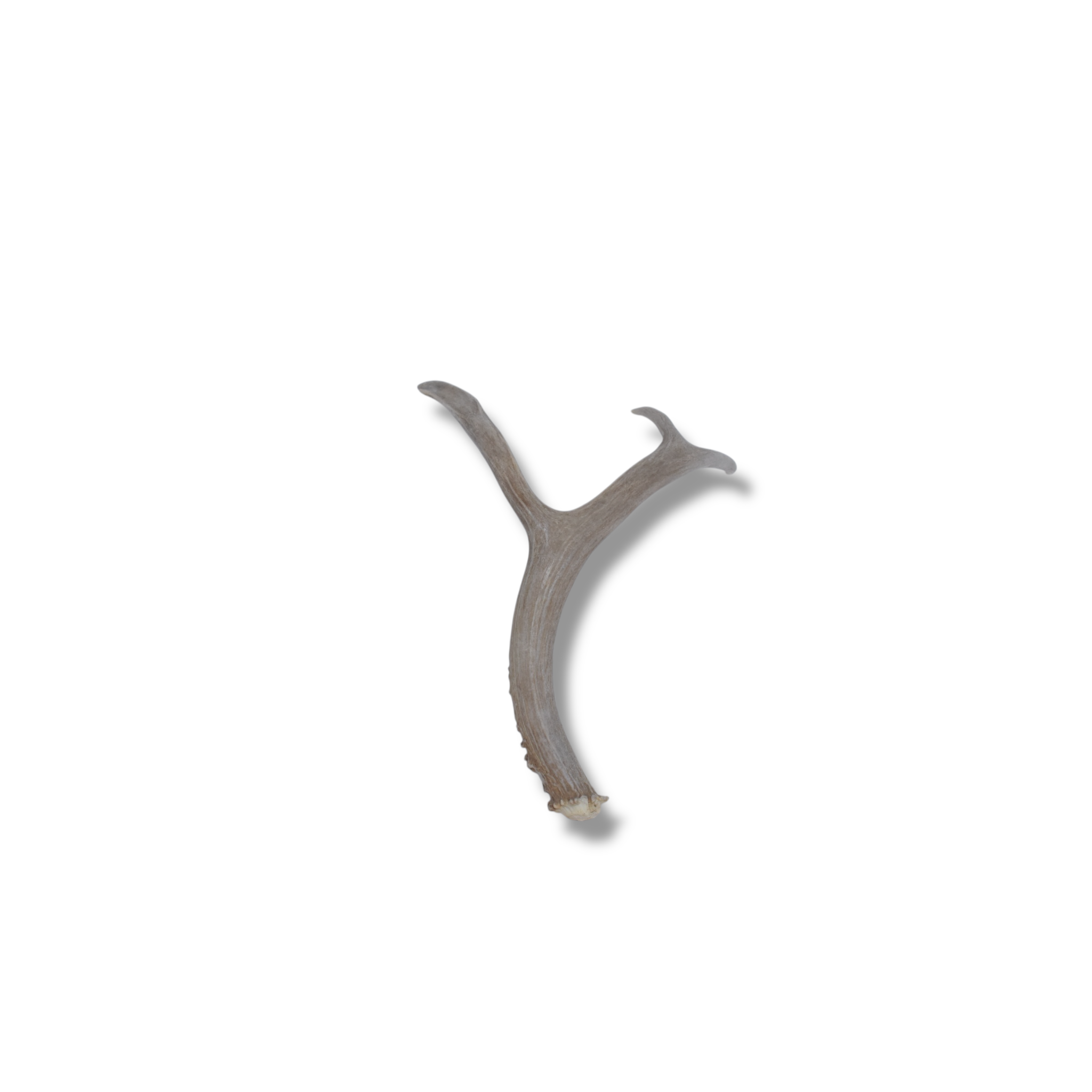 Mule Deer Antler | Small Size | 09