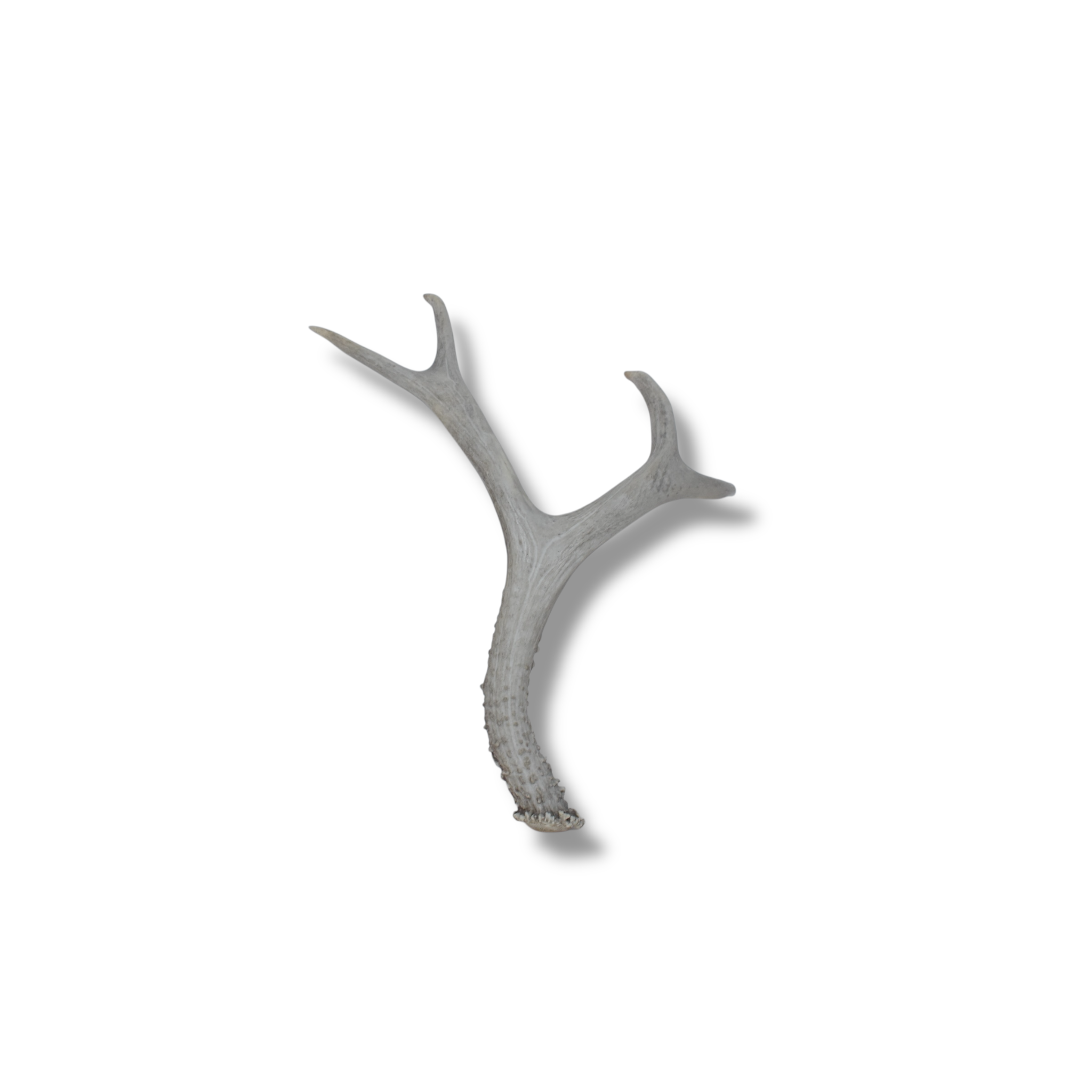 Mule Deer Antler | Medium Size | 11