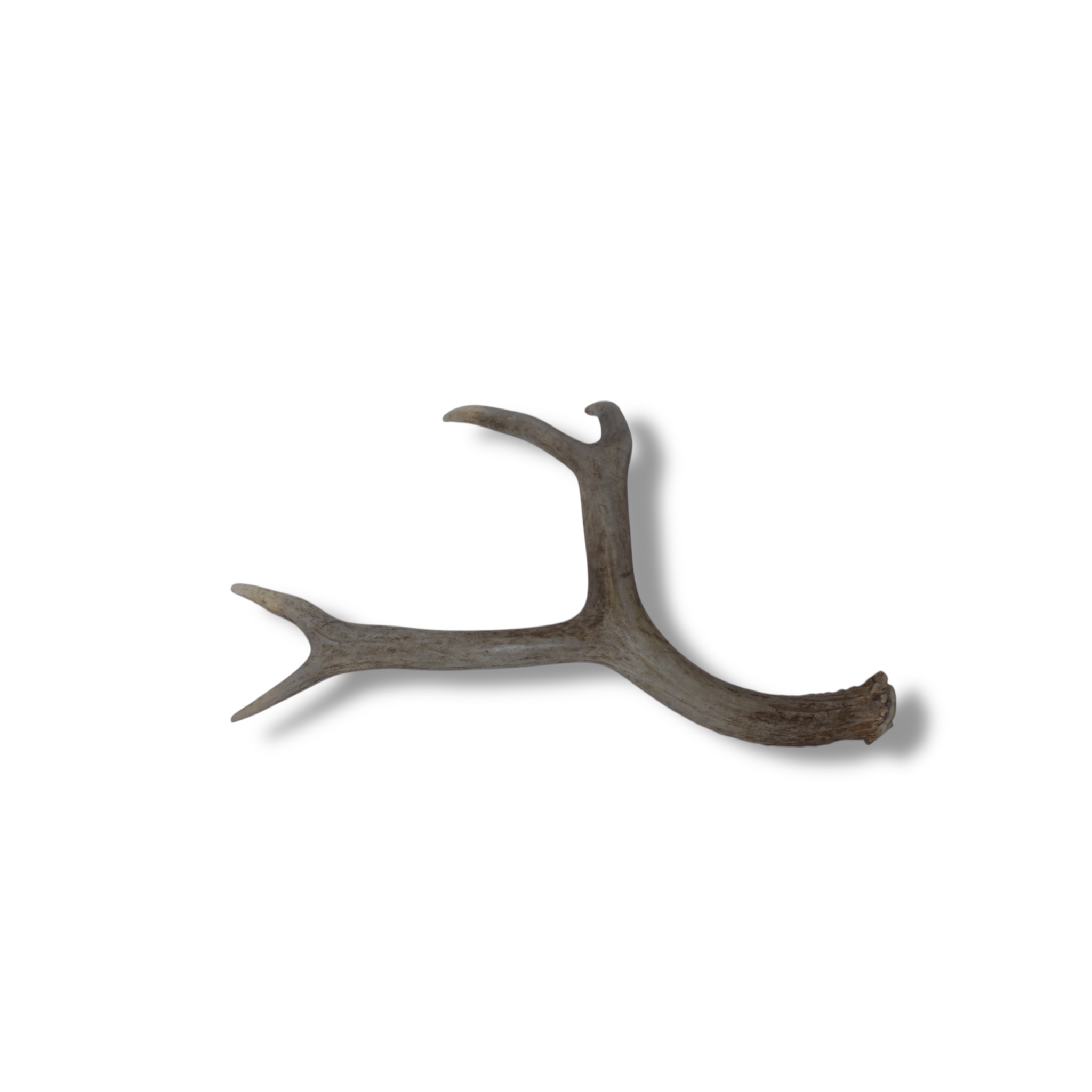 Mule Deer Antler | Small Size | 17