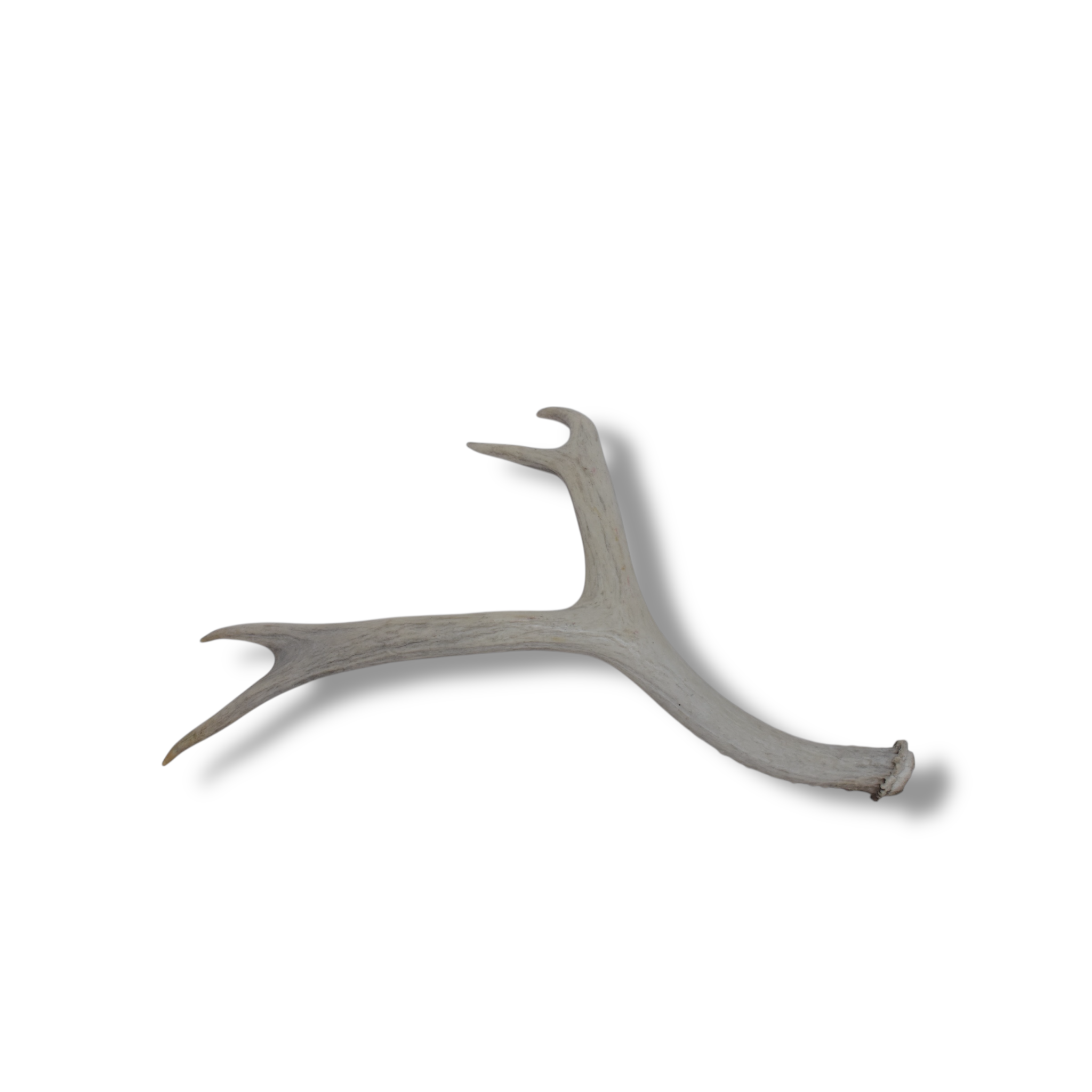 Mule Deer Antler | Medium Size | 08