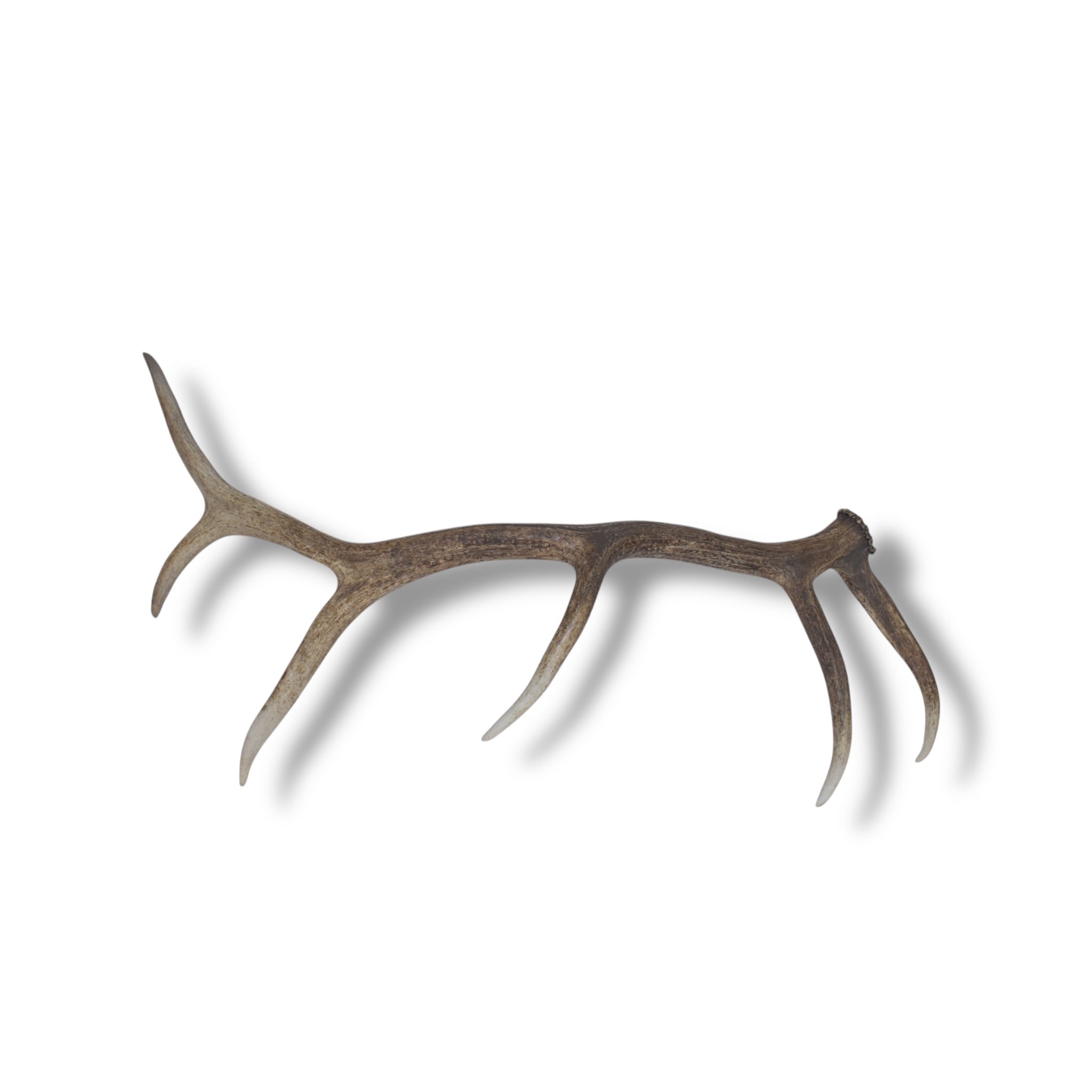 Elk Antler | Large Size | 24