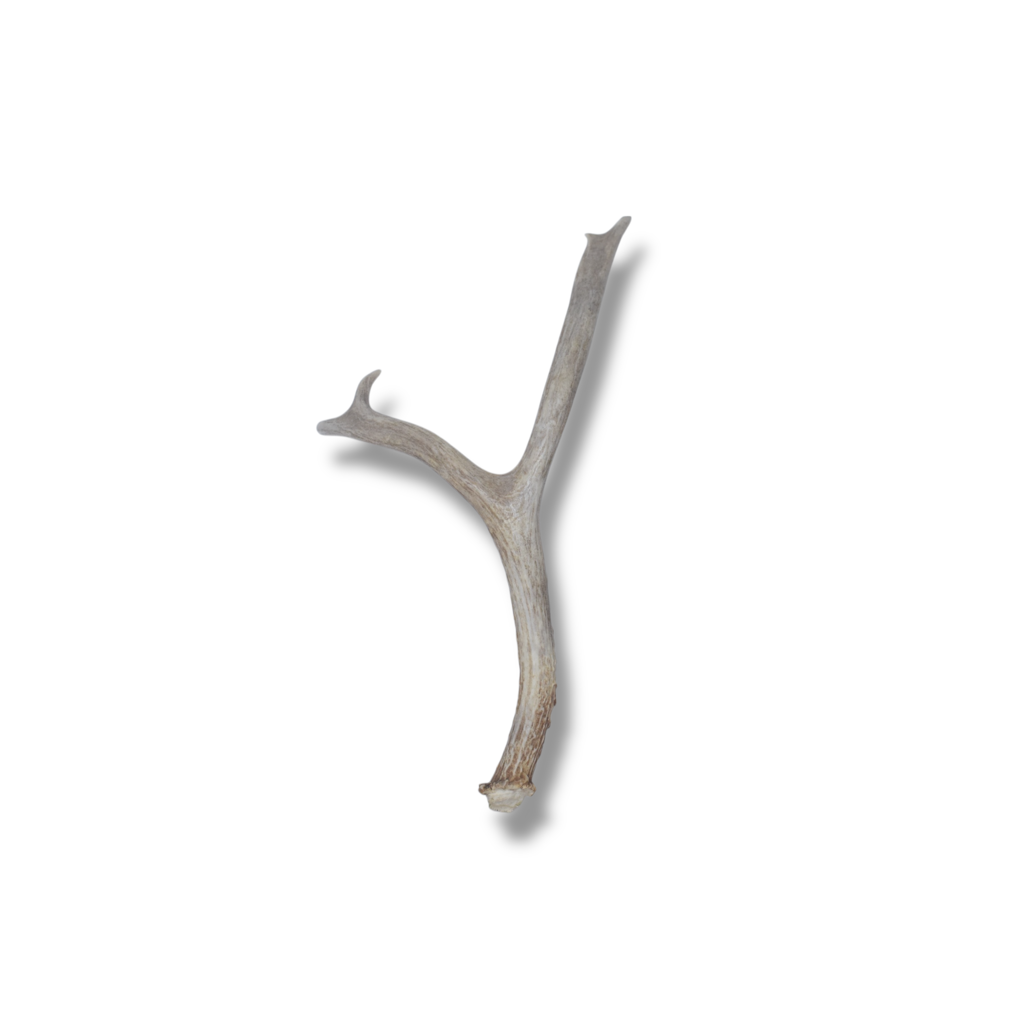 Mule Deer Antler | Medium Size | 29