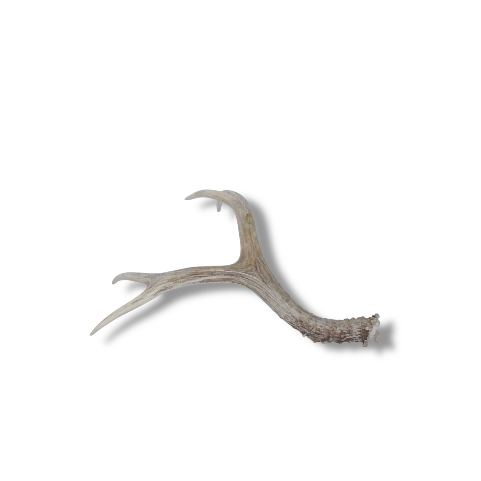 Mule Deer Antler | 30