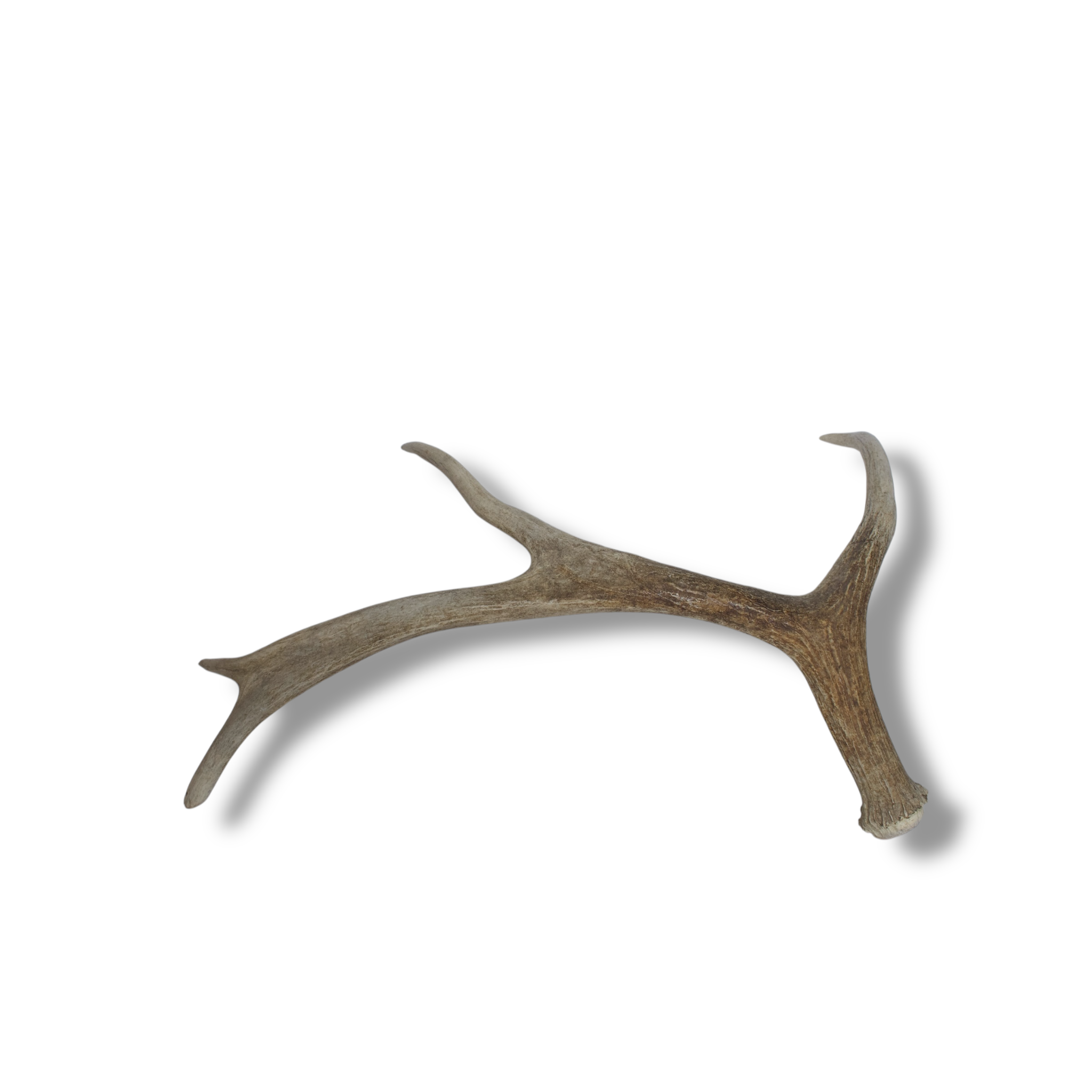 Moose Antler | Small Size | 02