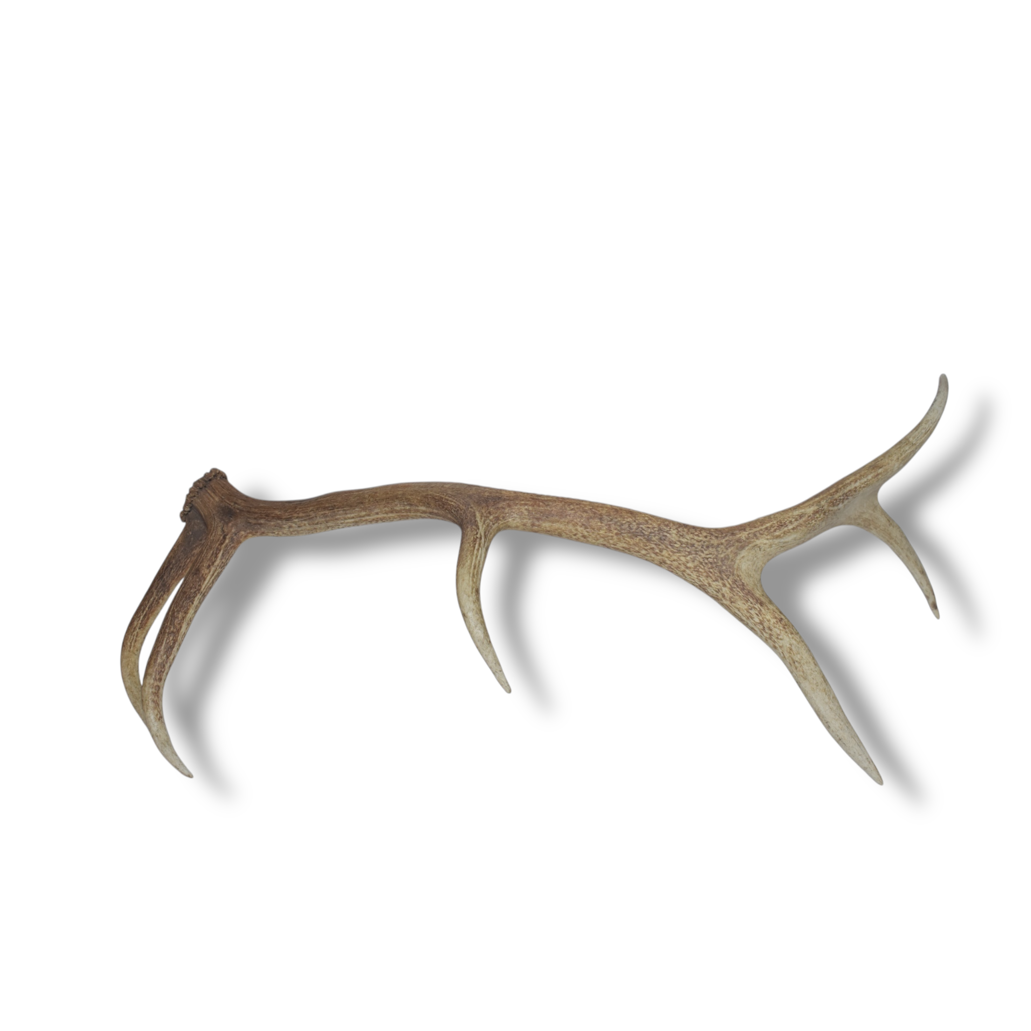 SOLD OUT | Elk Antler | Large Size | 25