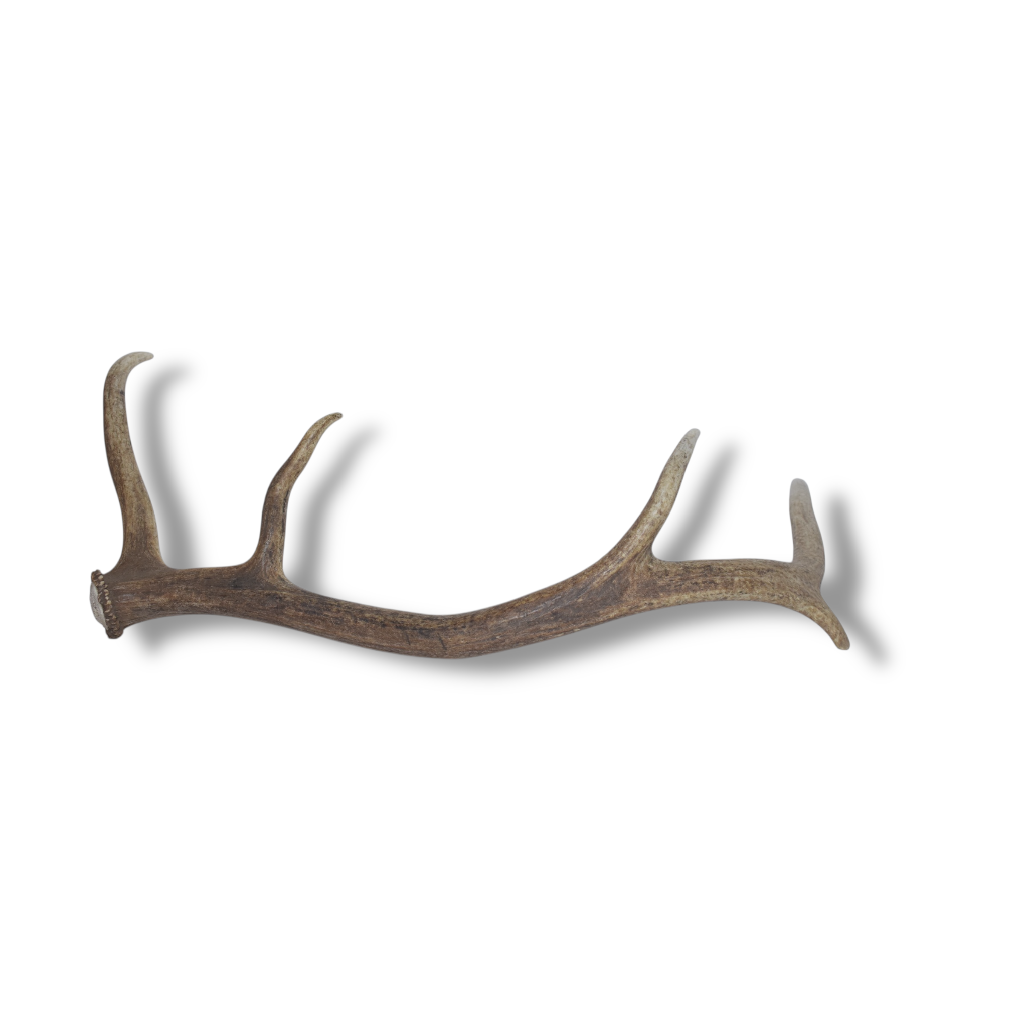 Elk Antler | Medium Size | 32
