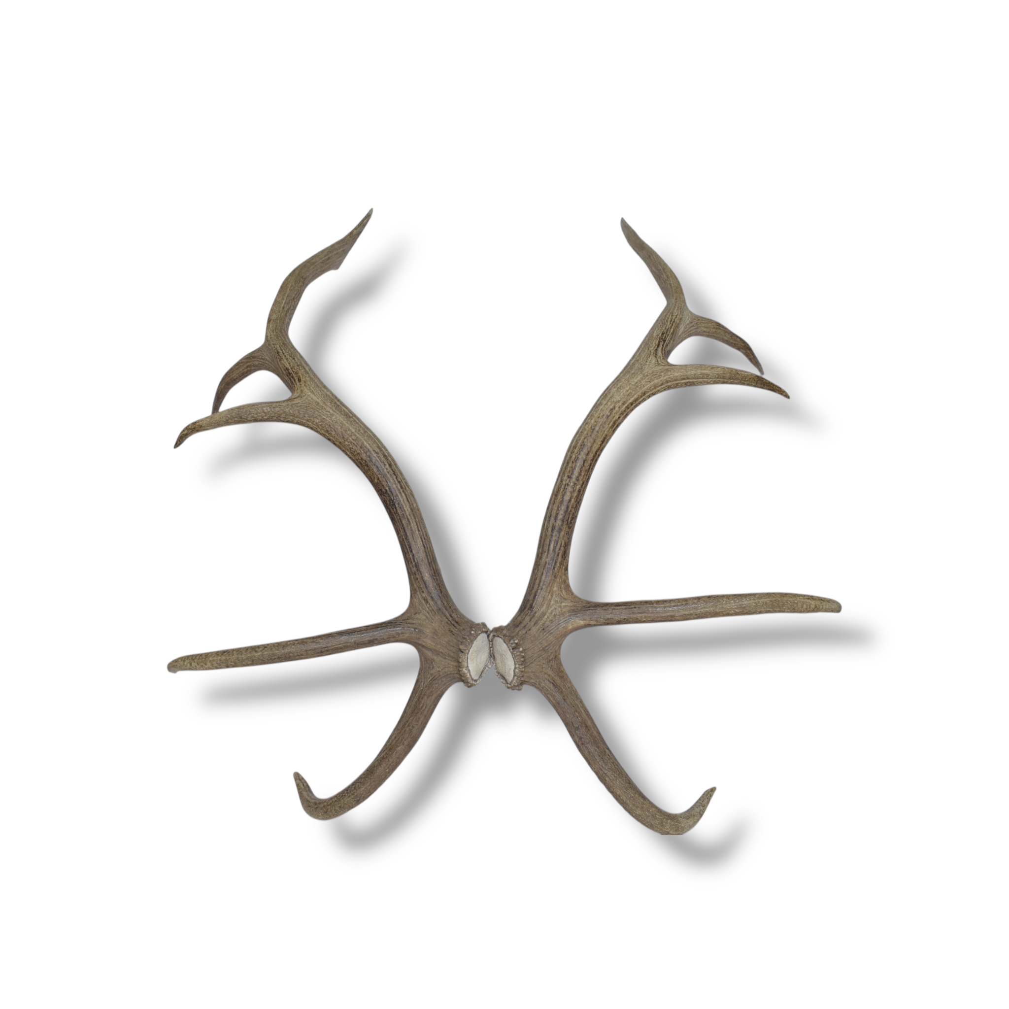Elk Antler Set | 54