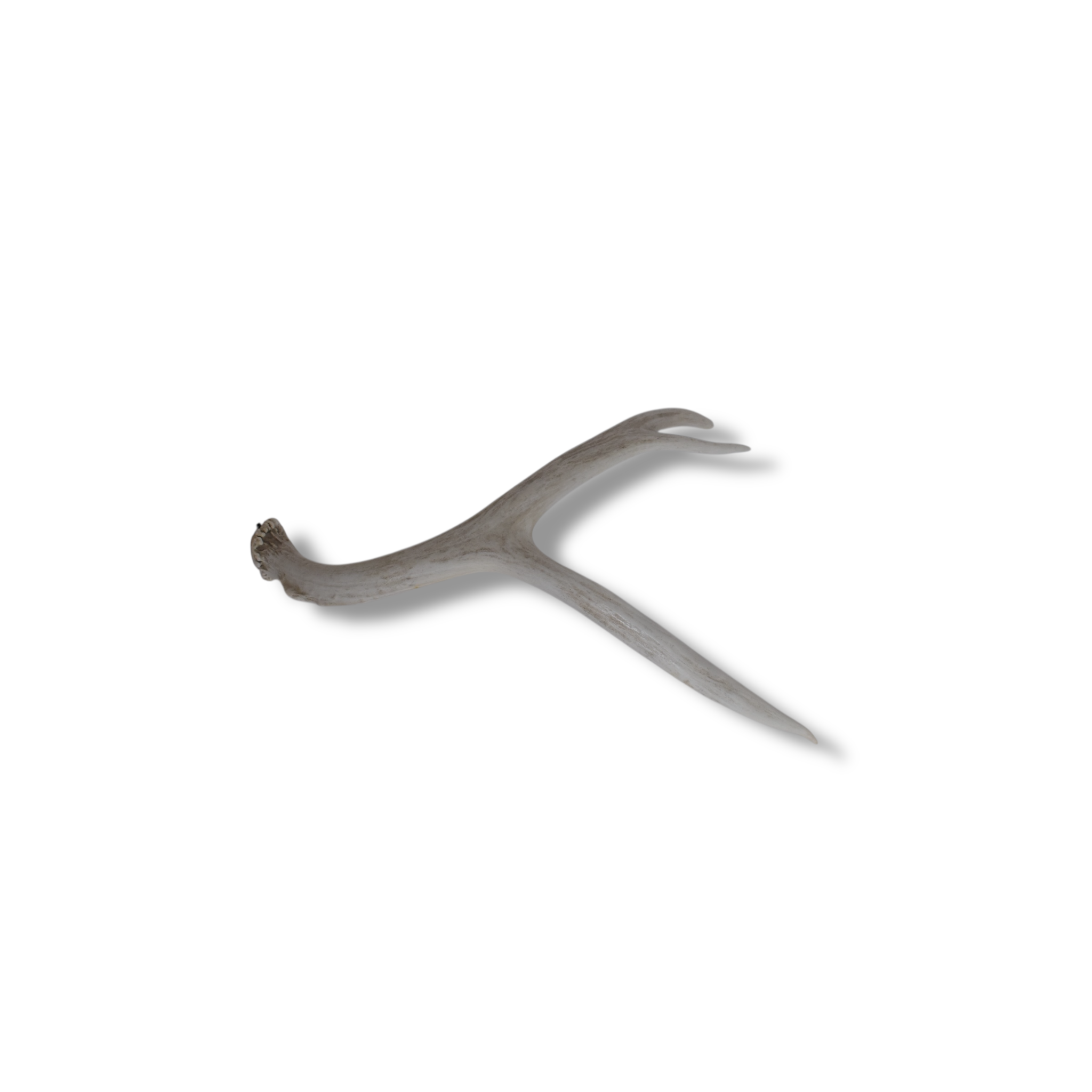 Mule Deer Antler | Medium Size | 41