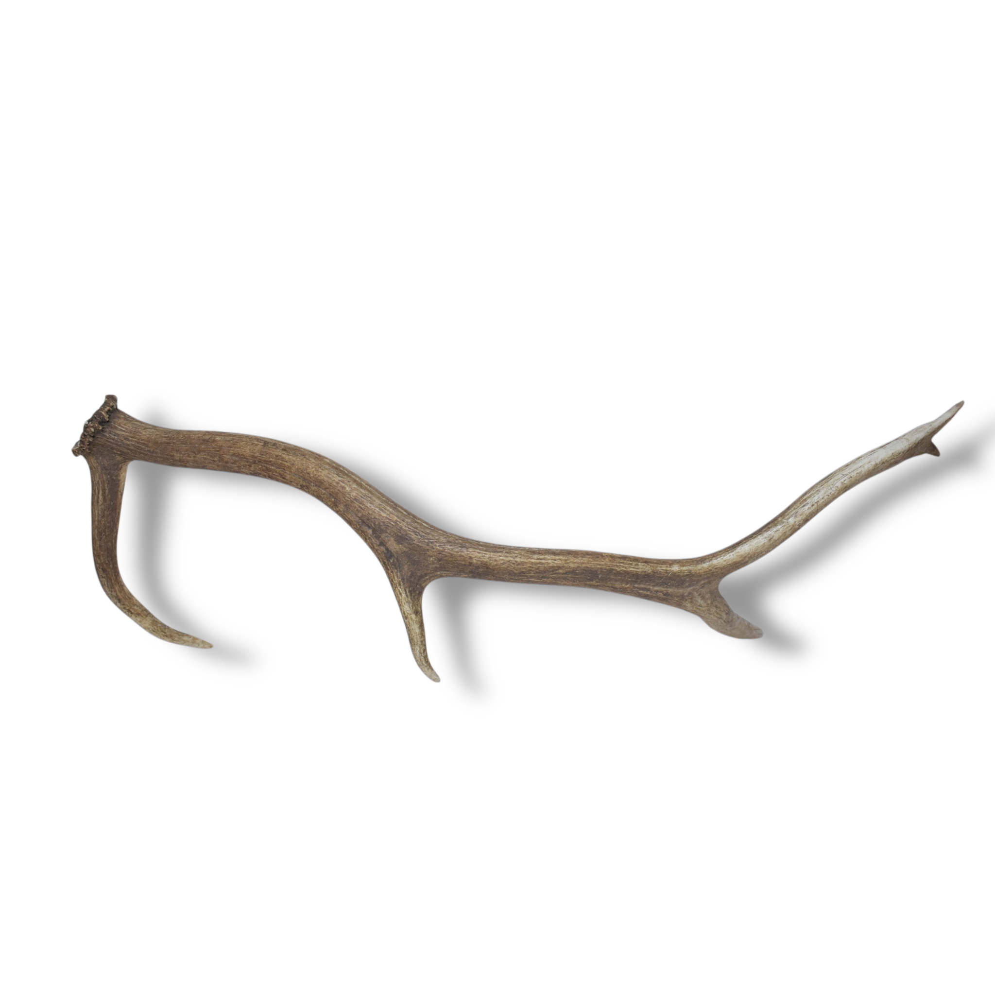 Elk Antler | 57