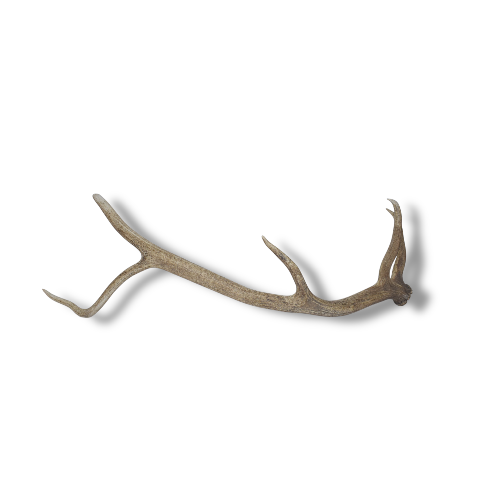 Elk Antler | Large Size | 59