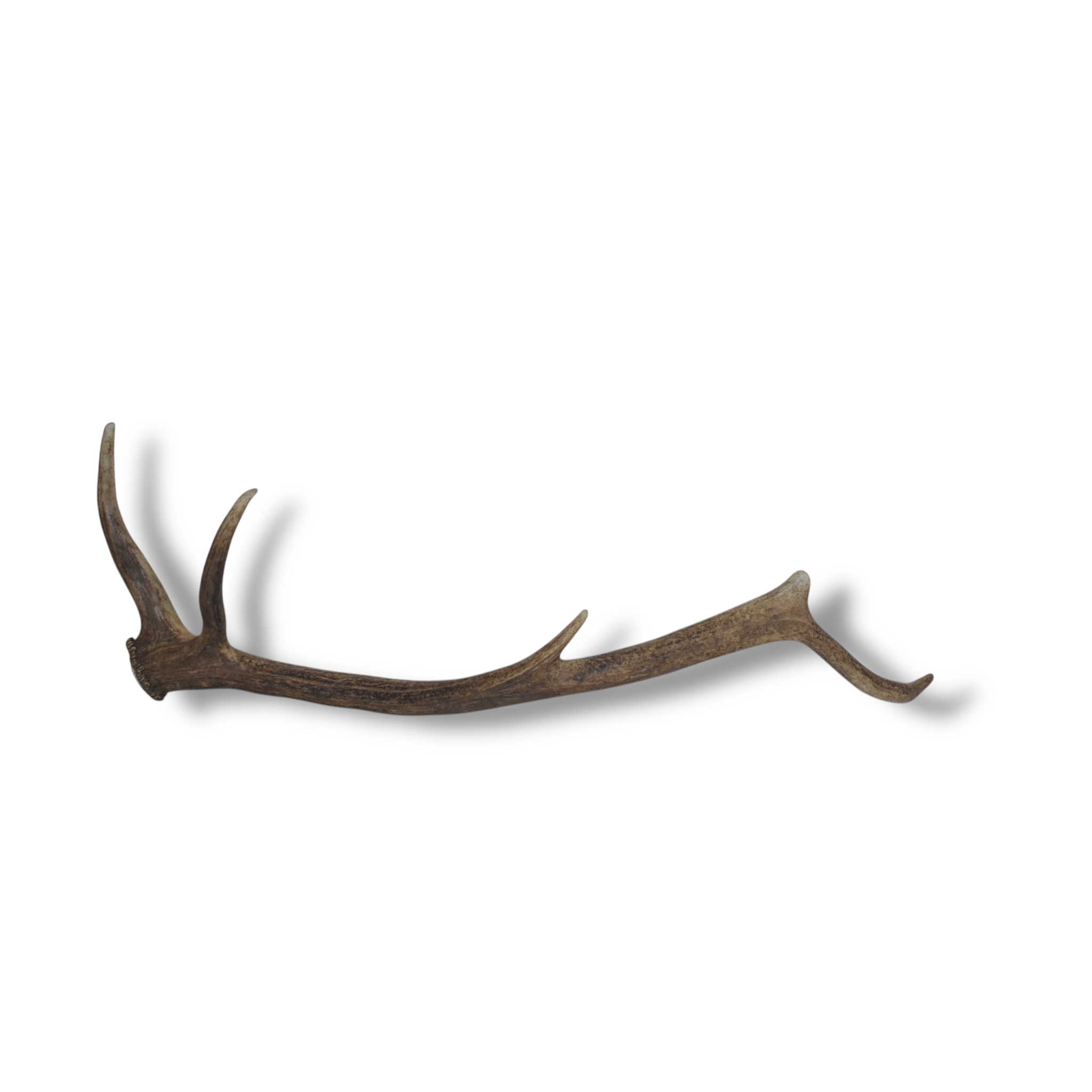 Elk Antler | Medium Size | 63