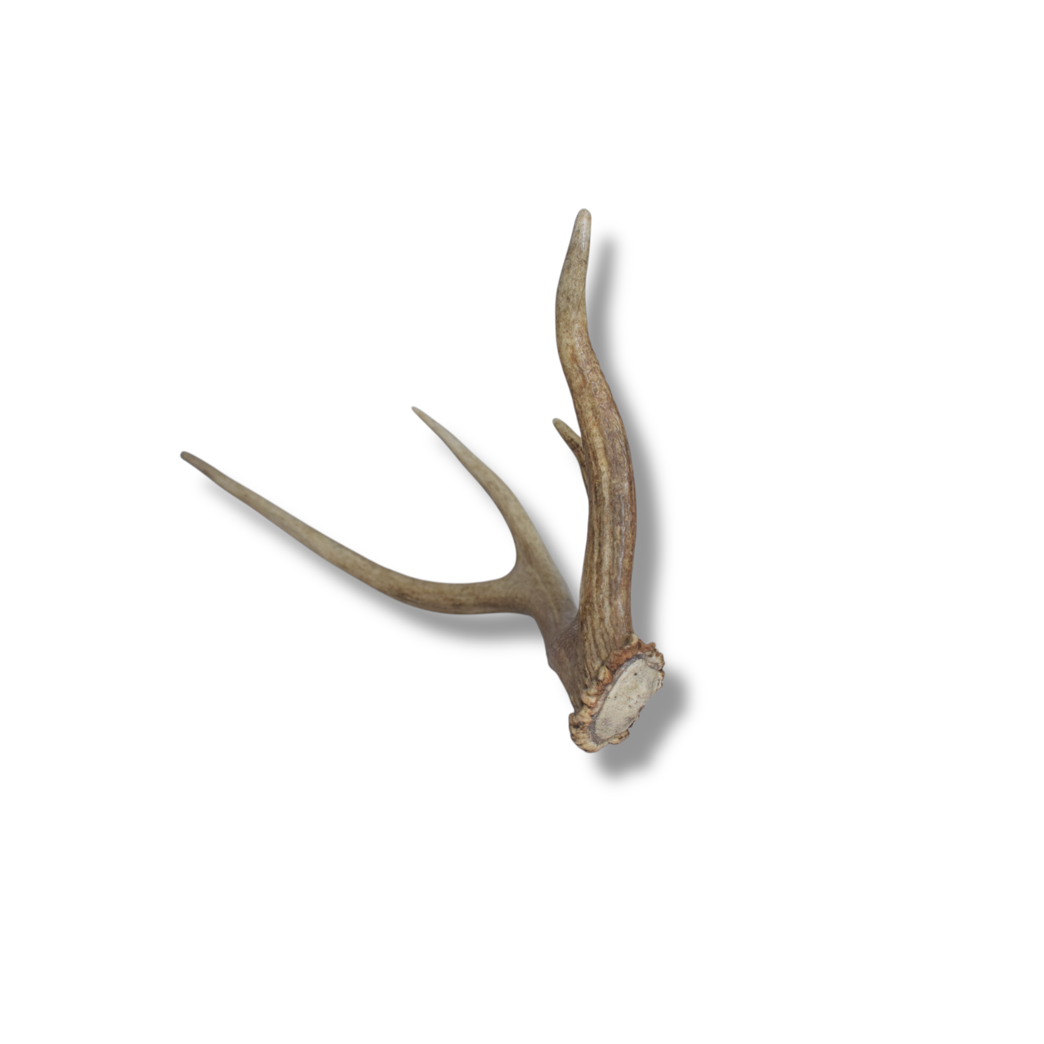 Elk Antler | Small Size | 62