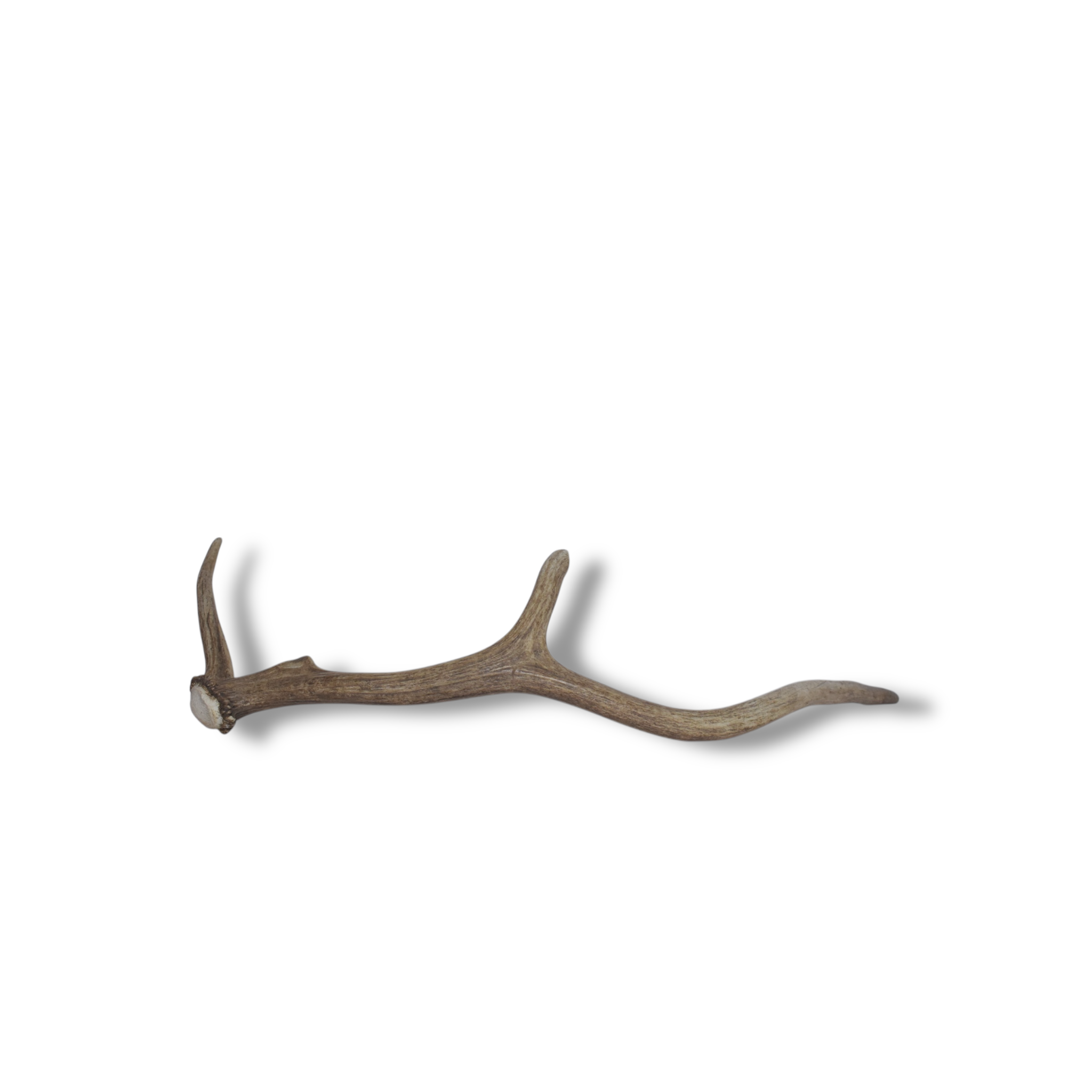 Elk Antler | Small Size | 61