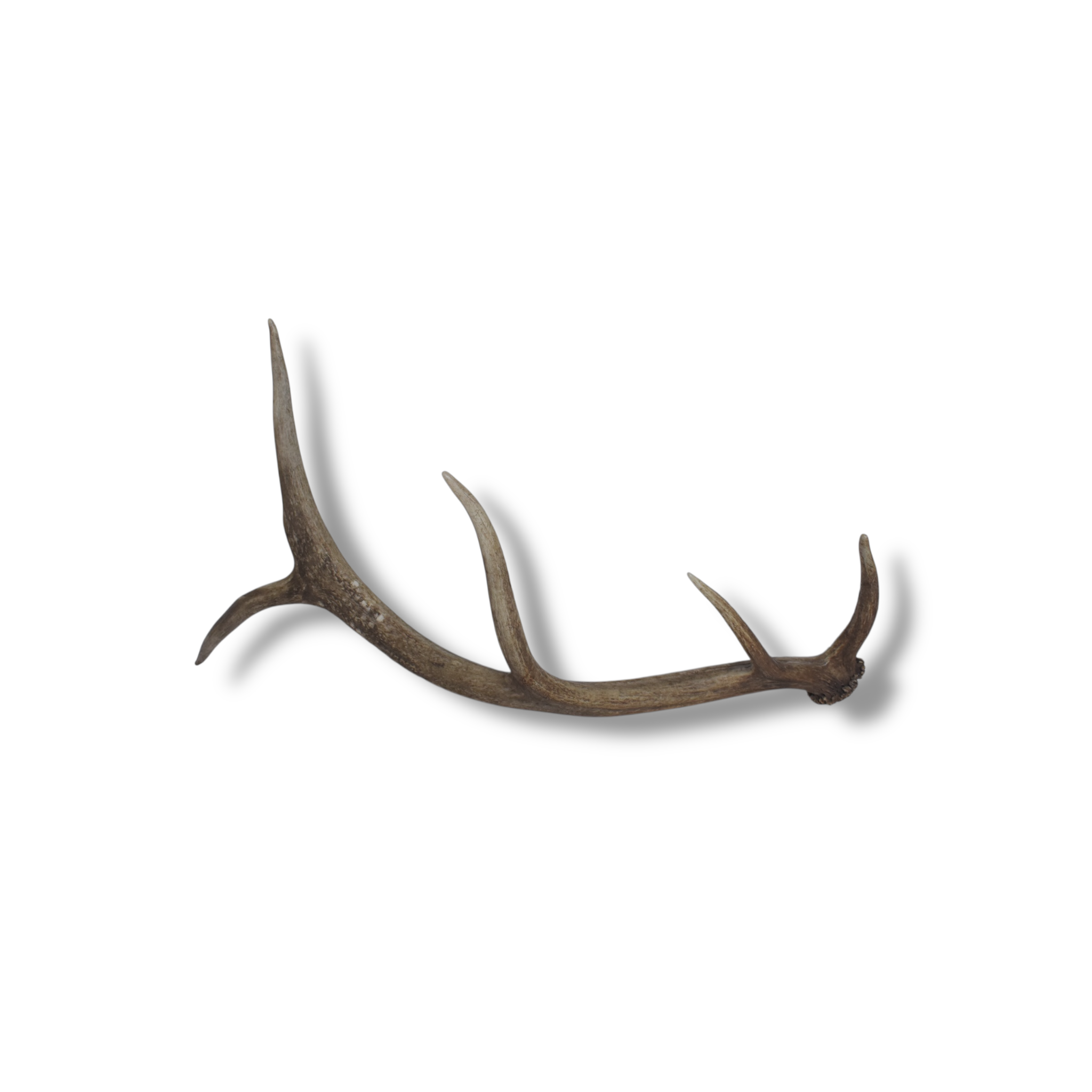 Elk Antler | Small Size | 60