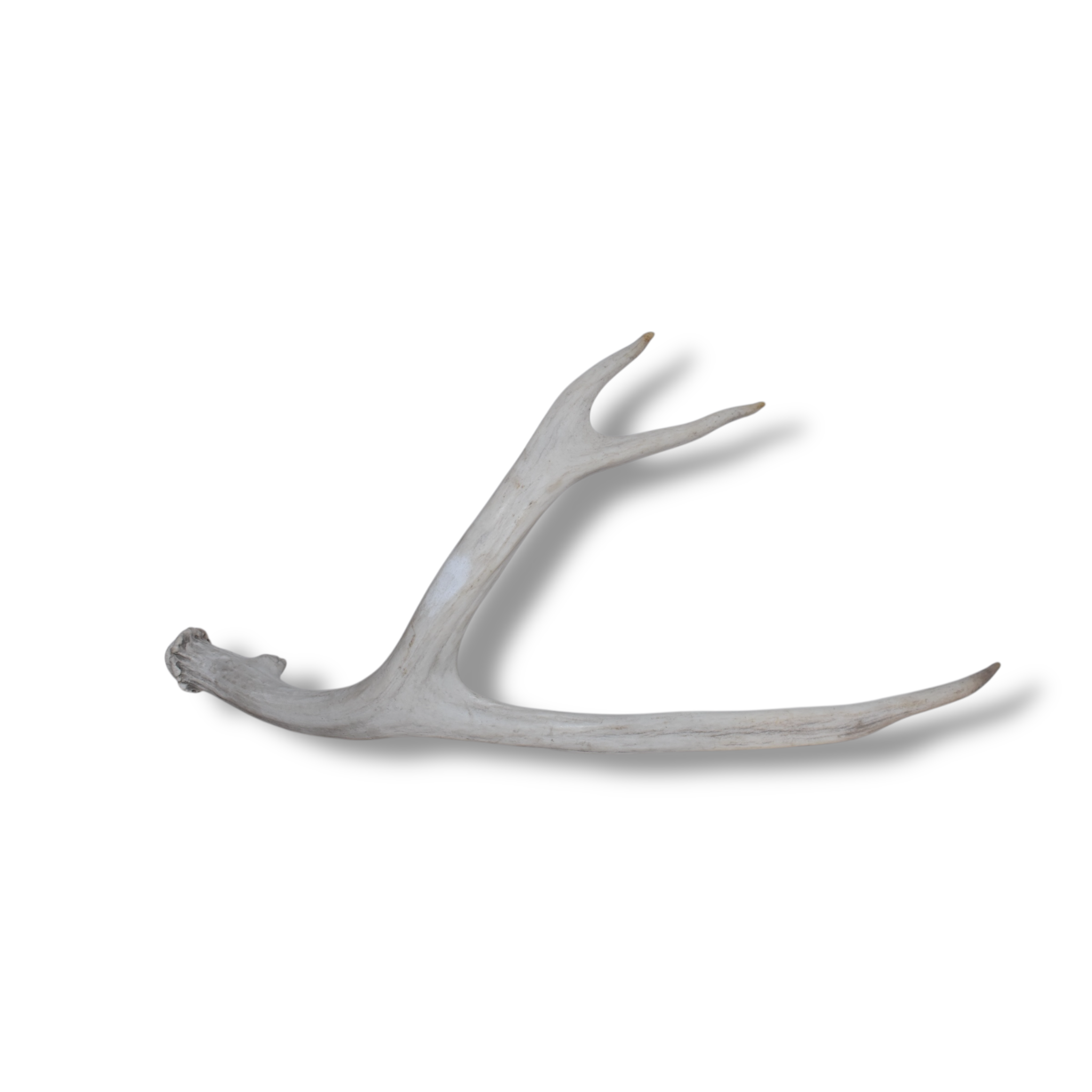 Mule Deer Antler | Large Size | 40