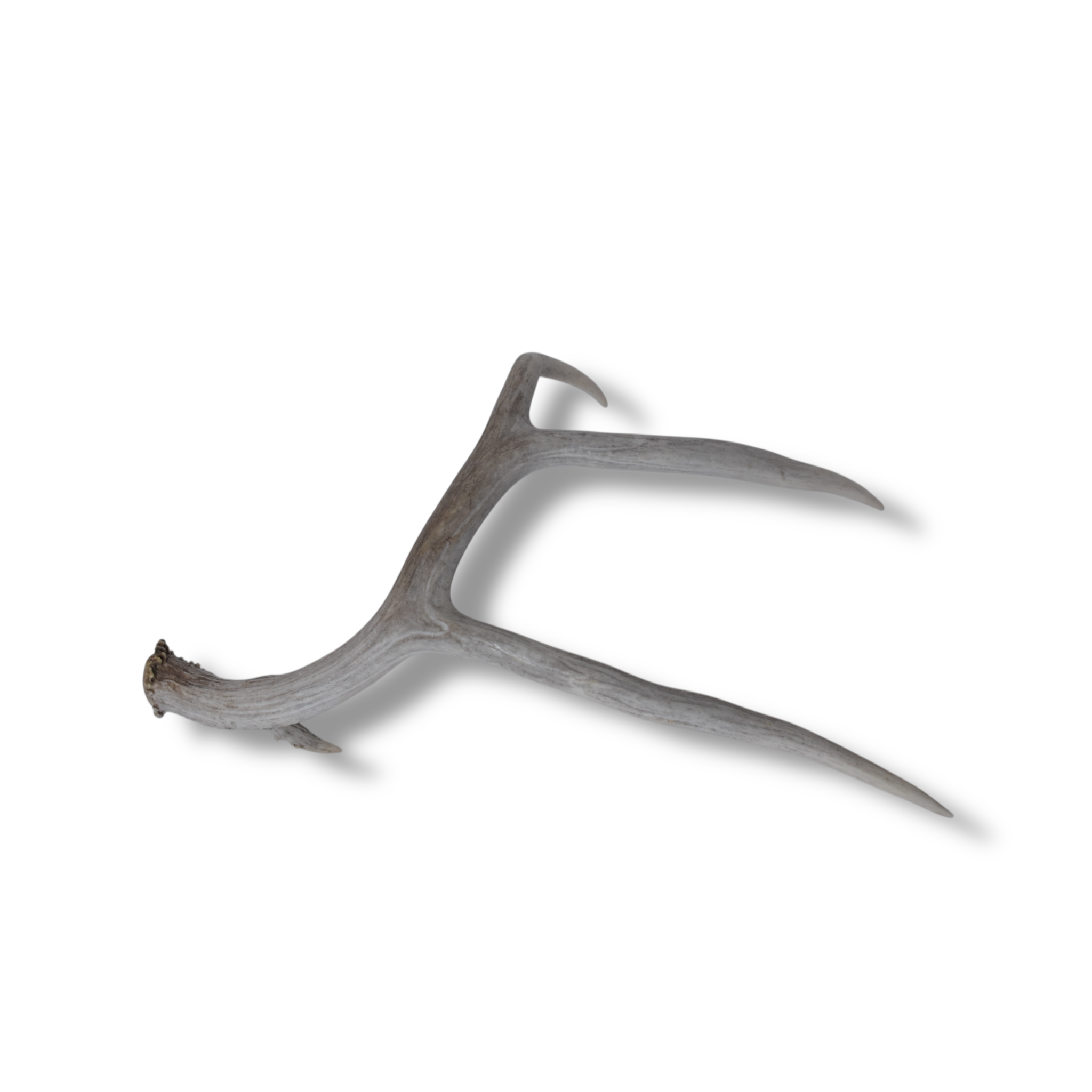 Mule Deer Antler | 36