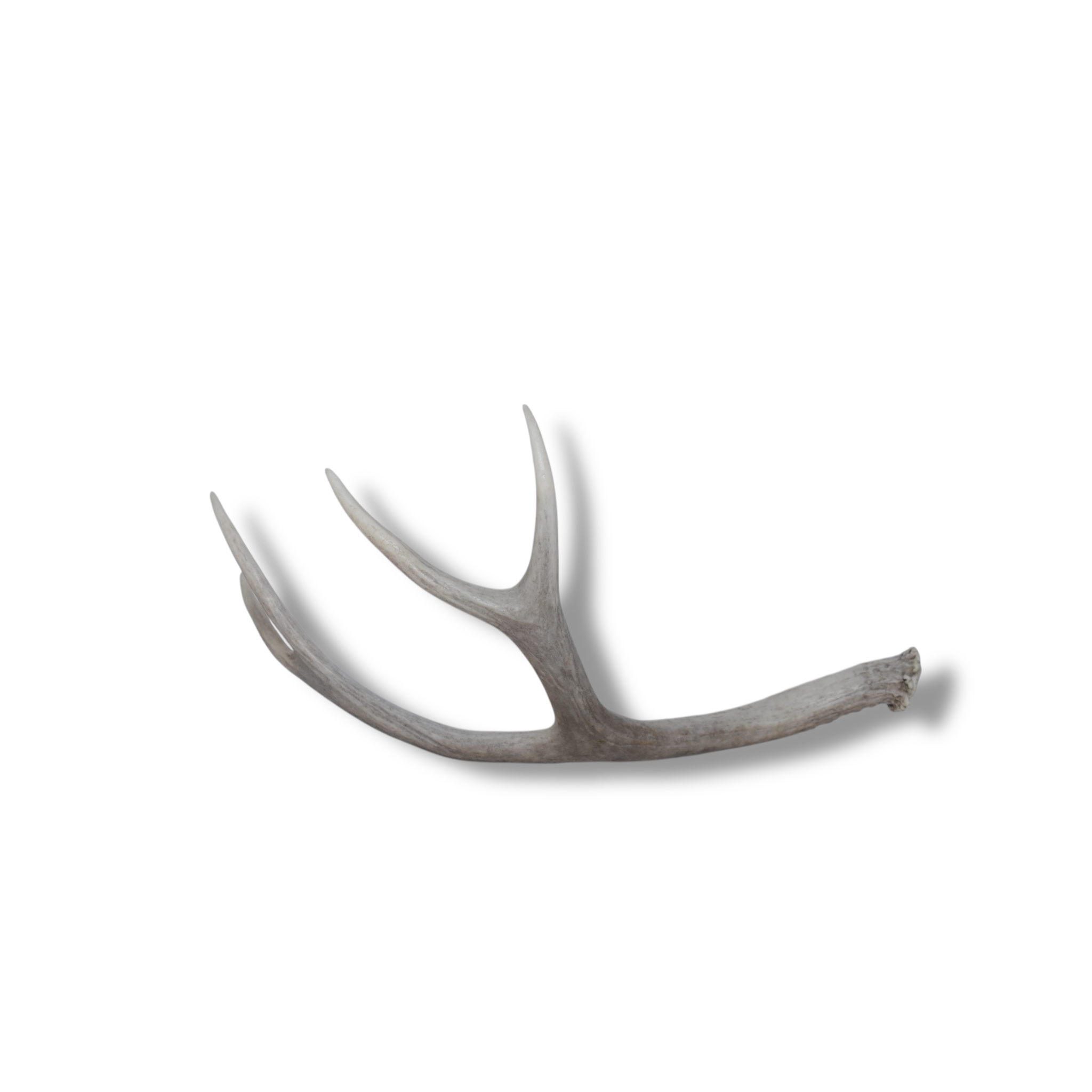Mule Deer Antler | Medium Size | 51