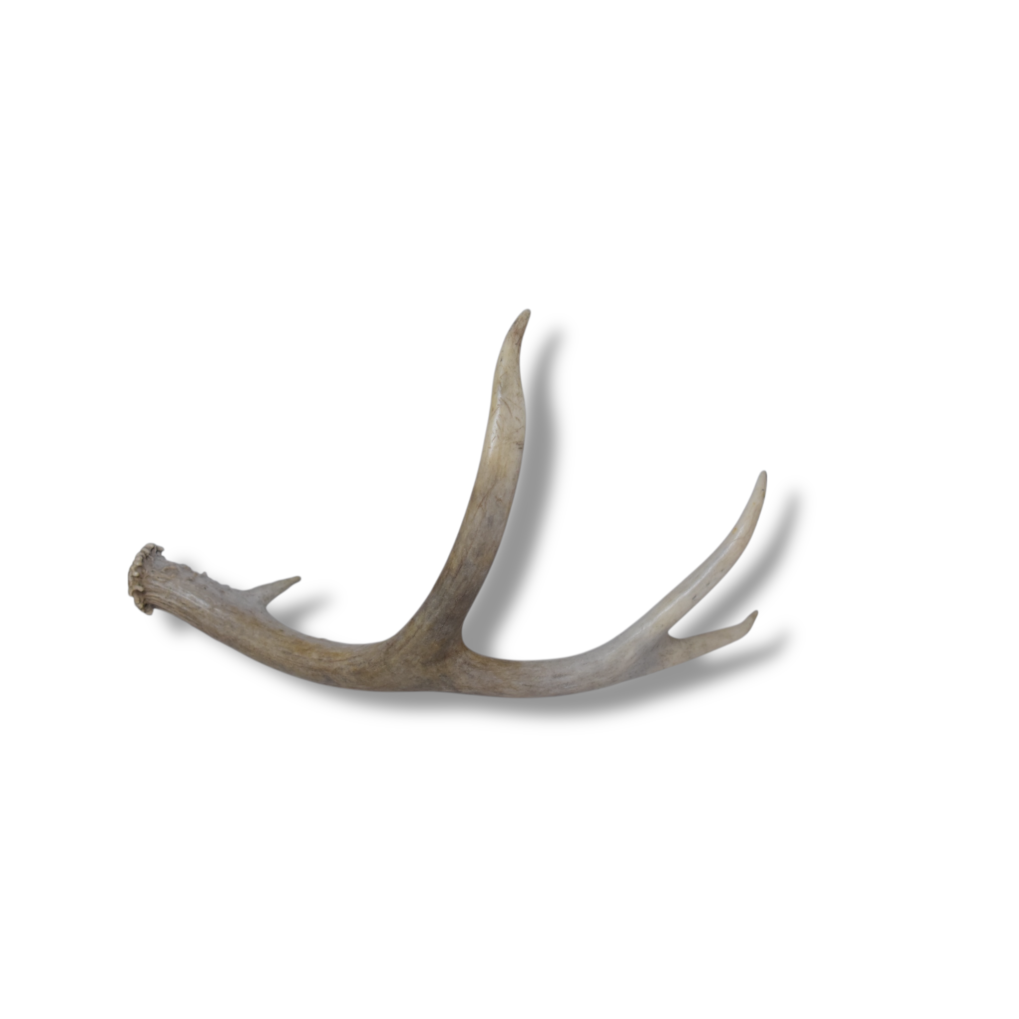 Mule Deer Antler | Small Size | 50