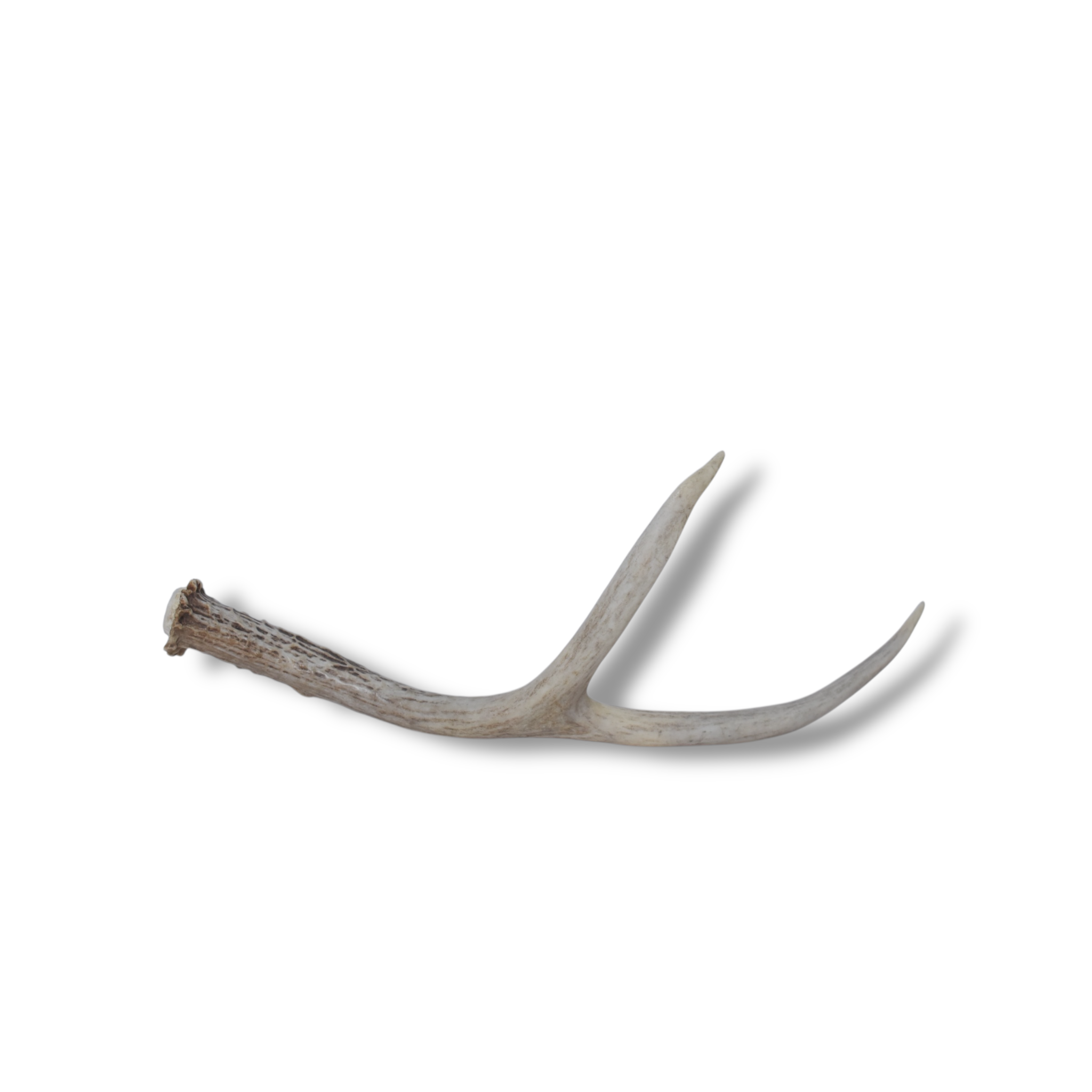 Mule Deer Antler | 47