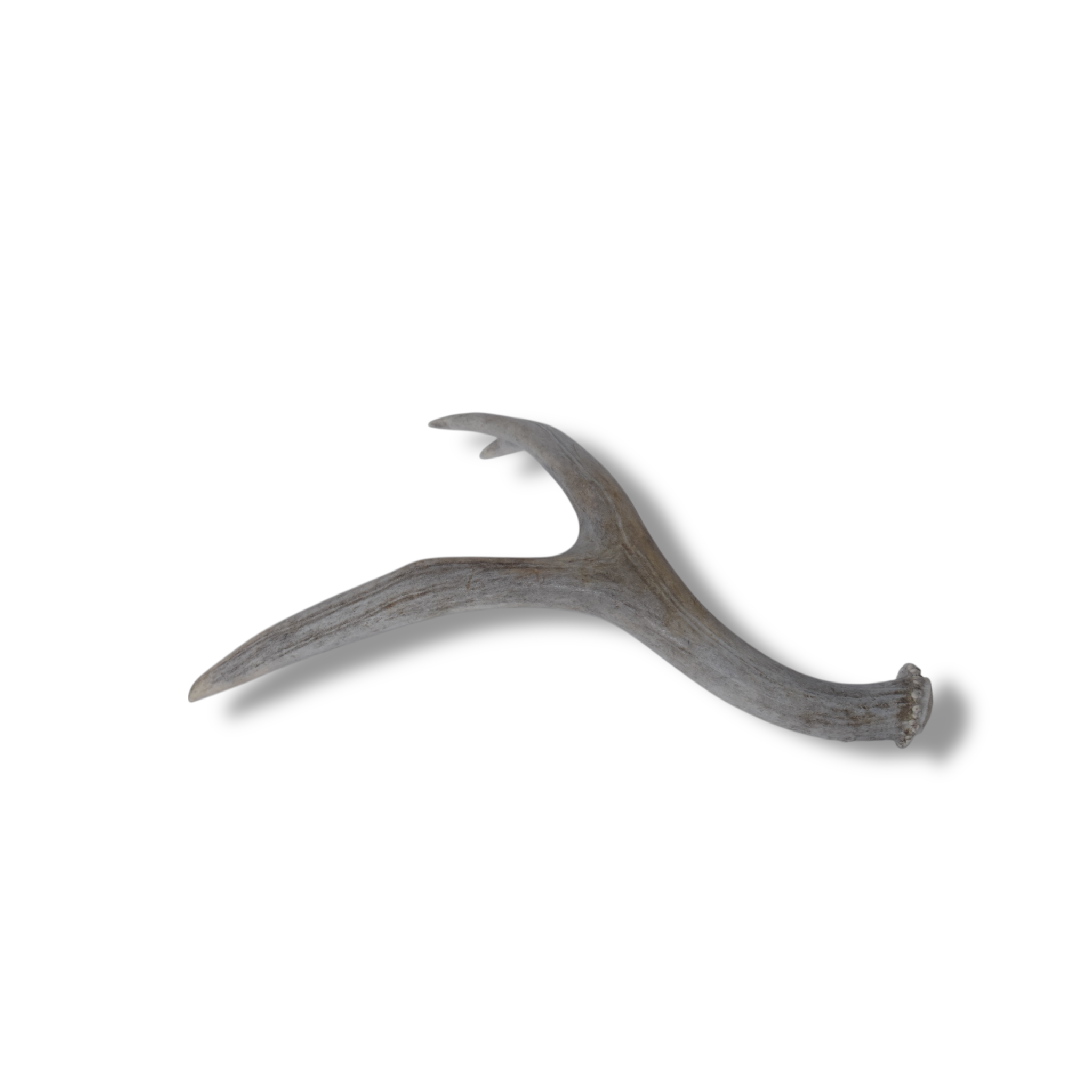 Mule Deer Antler | Small Size | 48