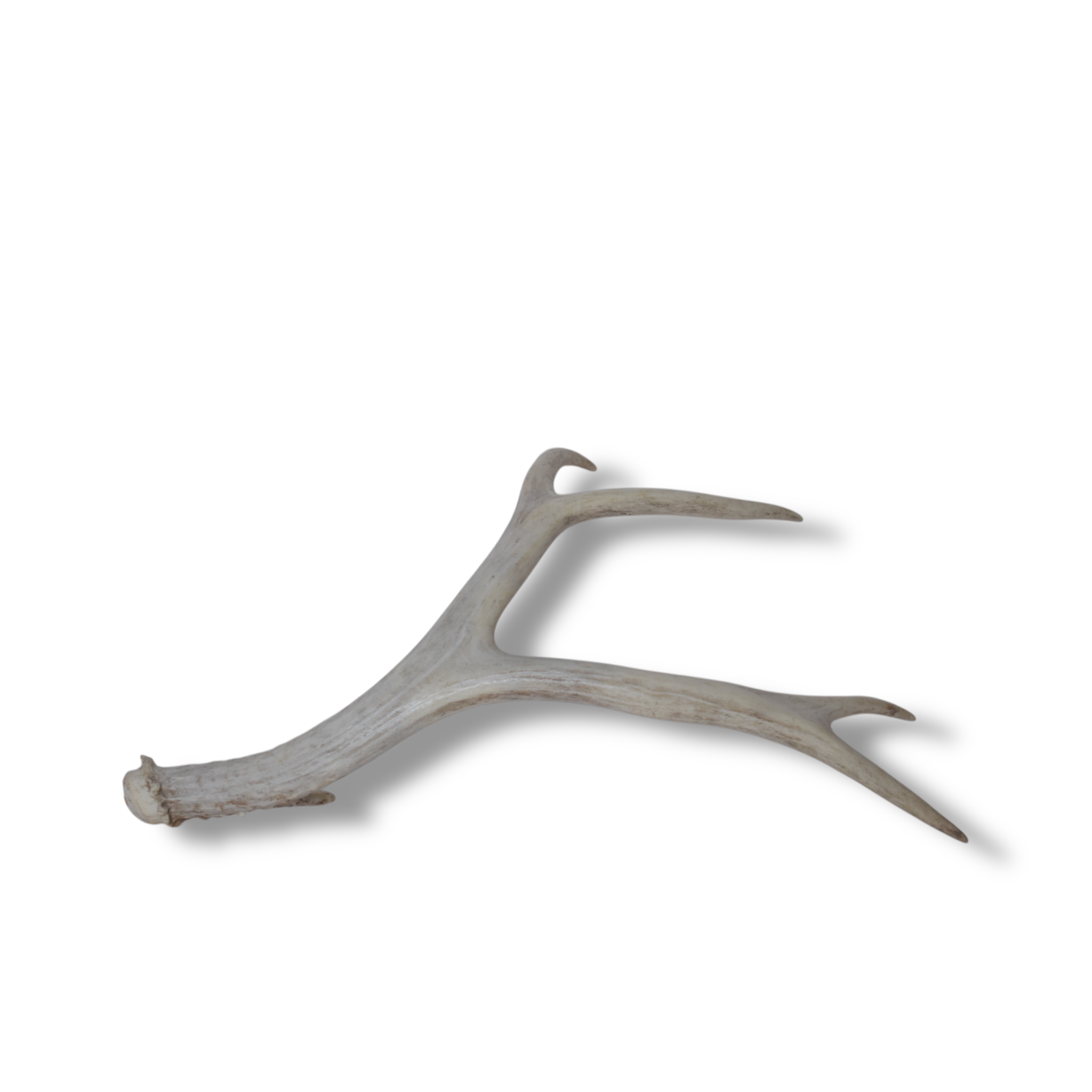 Mule Deer Antler | Small Size | 44