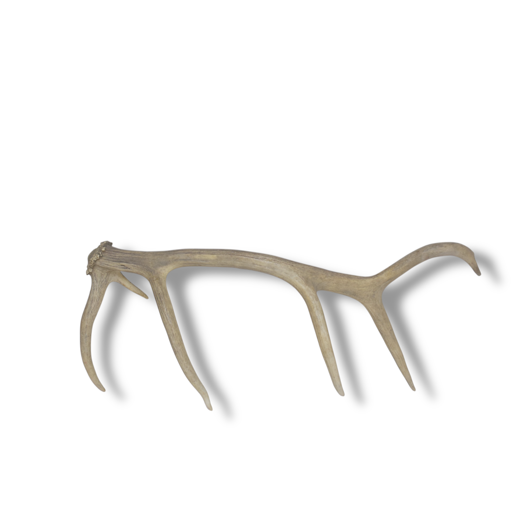 Elk Antler | Medium Size | 84