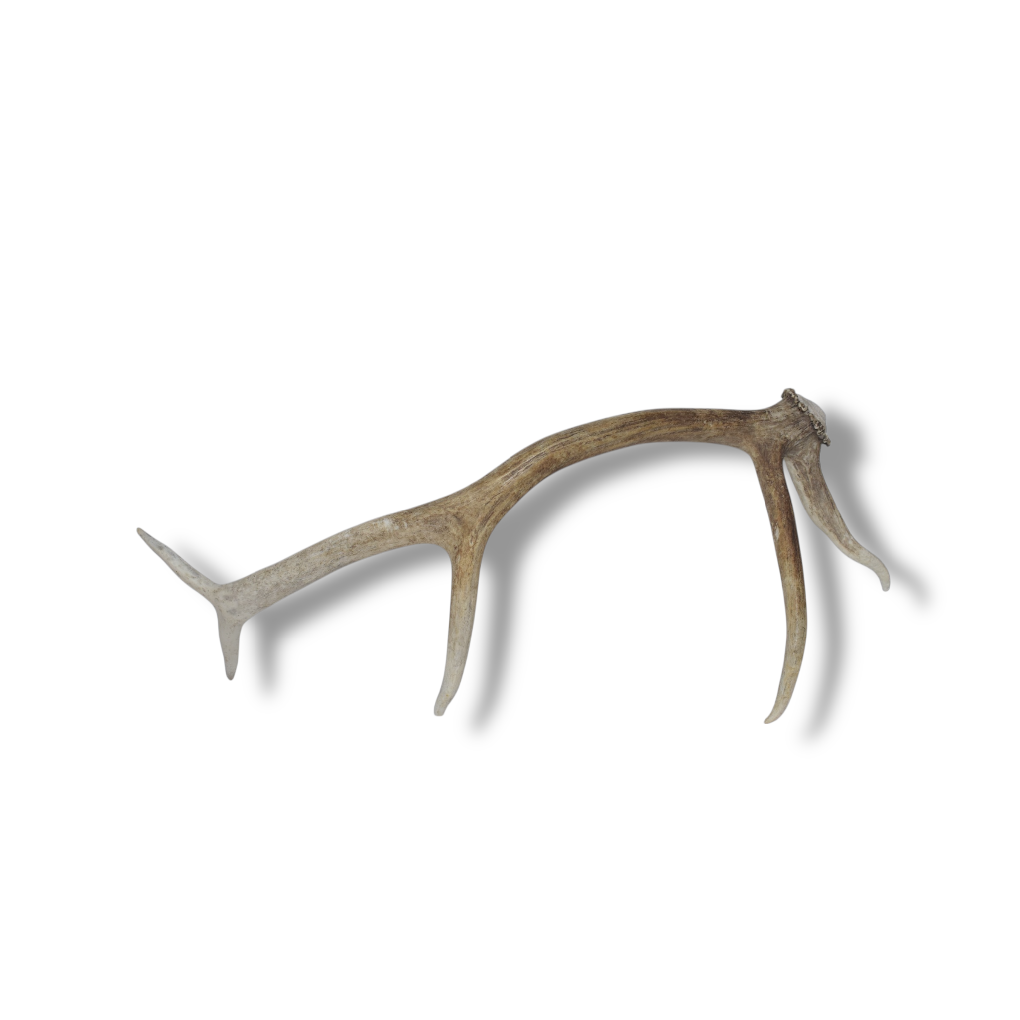 Elk Antler | Small Size | 90