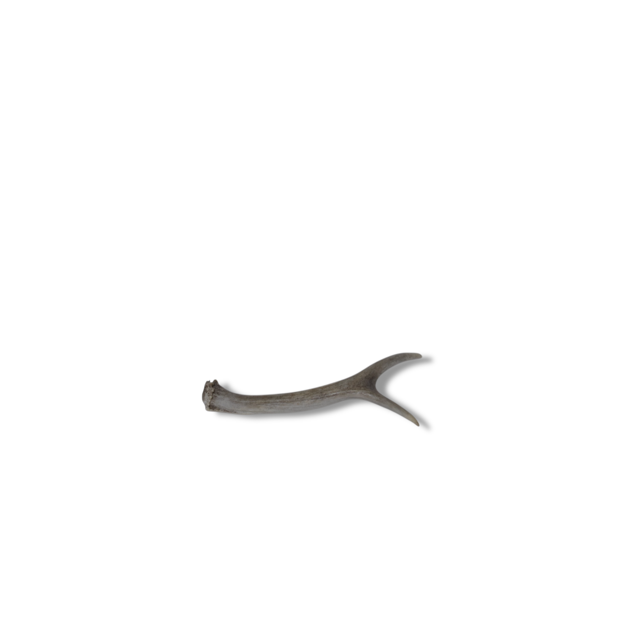 Mule Deer Antler | Extra-Small Size | 23