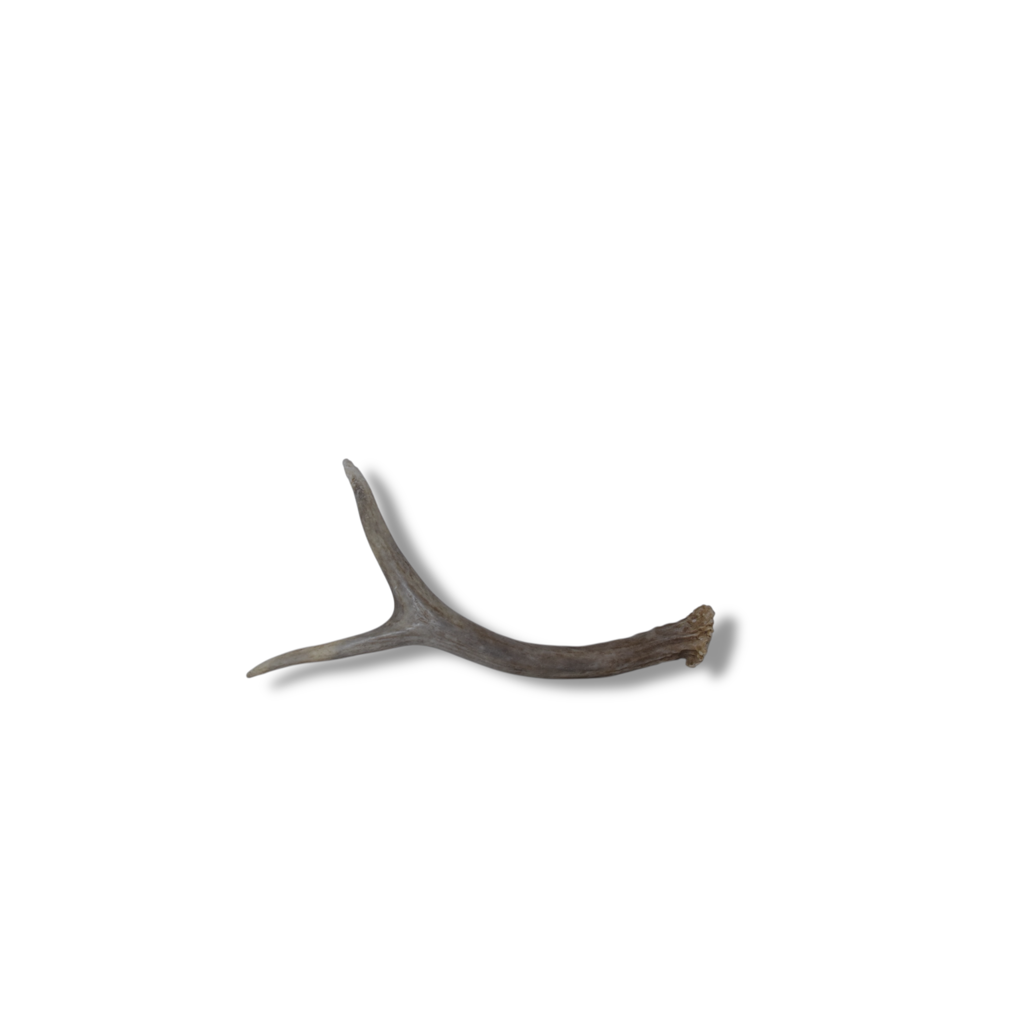 Mule Deer Antler | 21