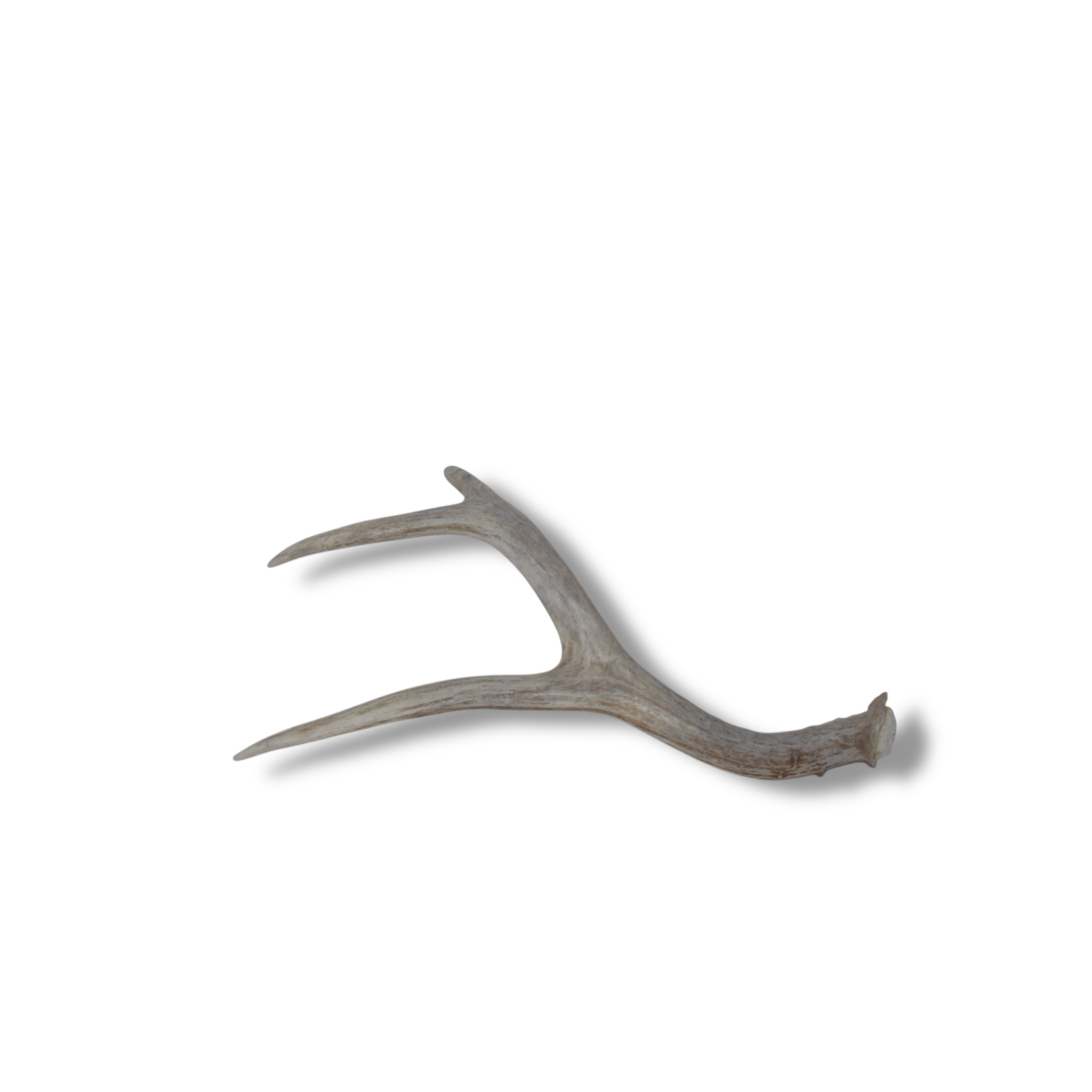 Mule Deer Antler | Small Size | 25