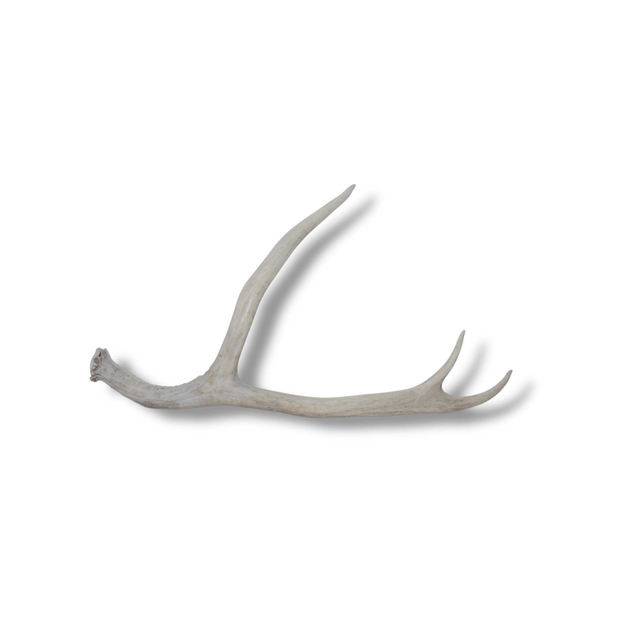 Mule Deer Antler | 39
