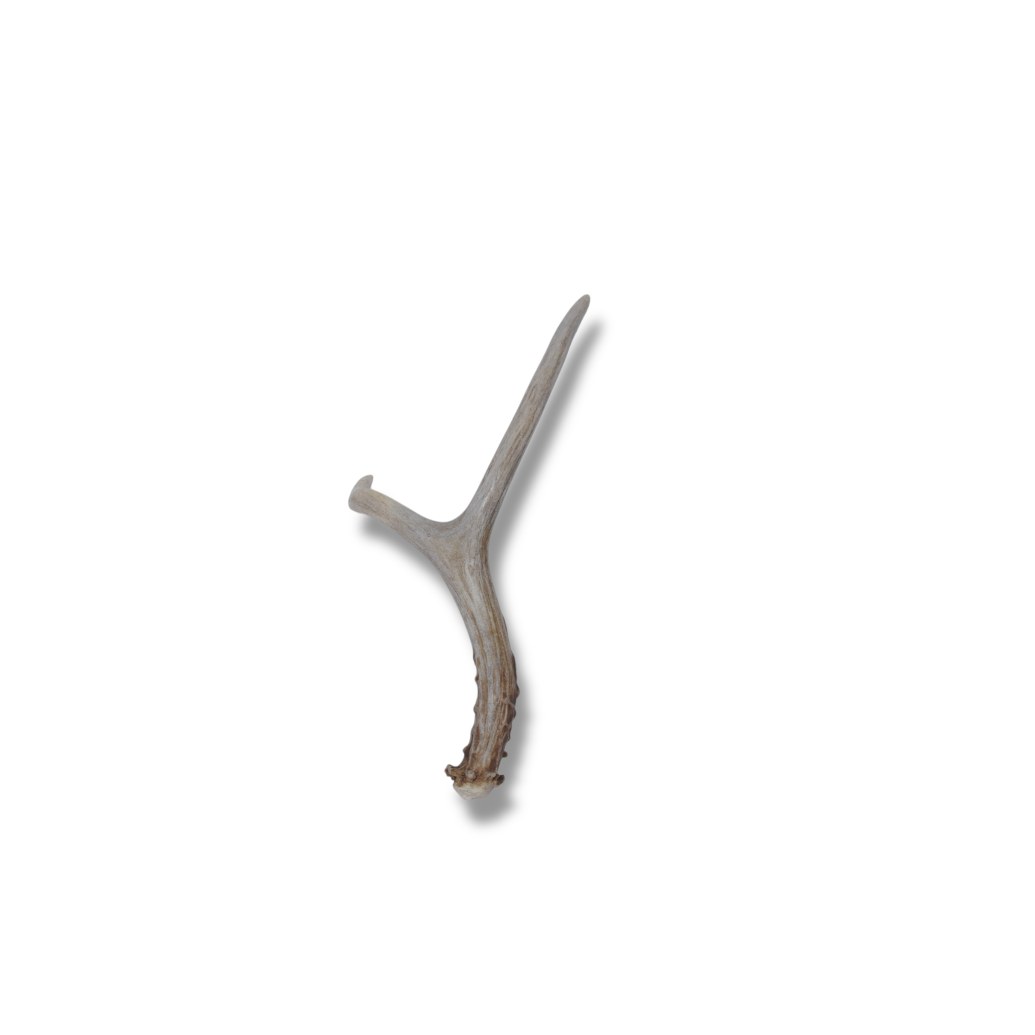 Mule Deer Antler | Small Size | 33