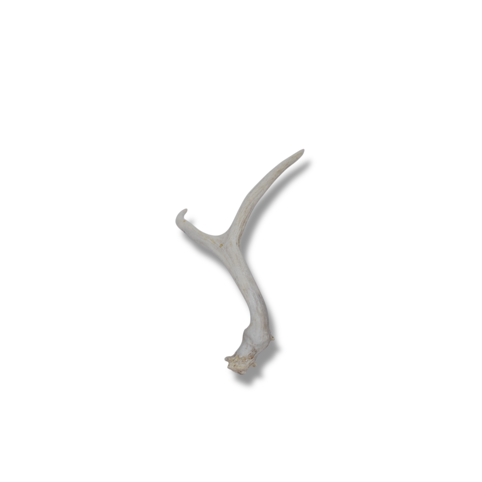 Mule Deer Antler | 26