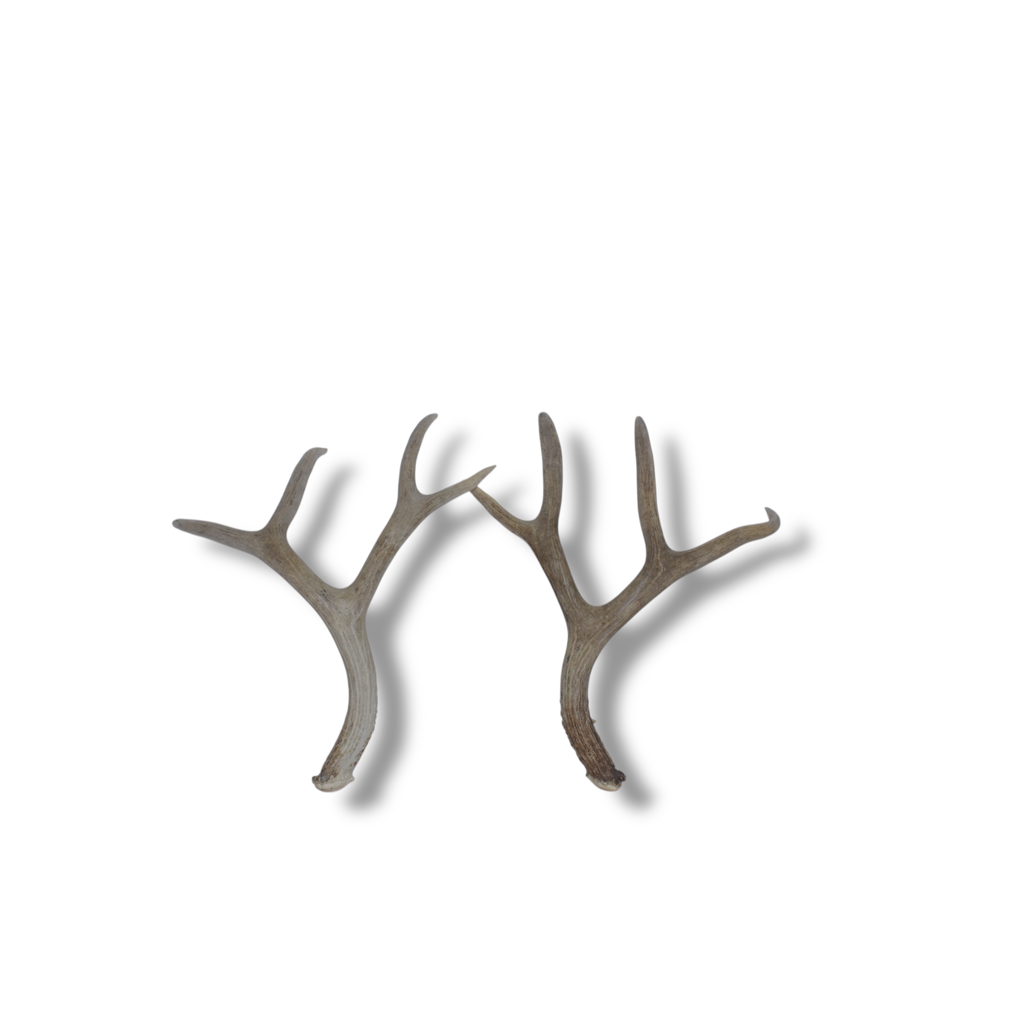 Mule Deer Antler Set | Large Size | 53