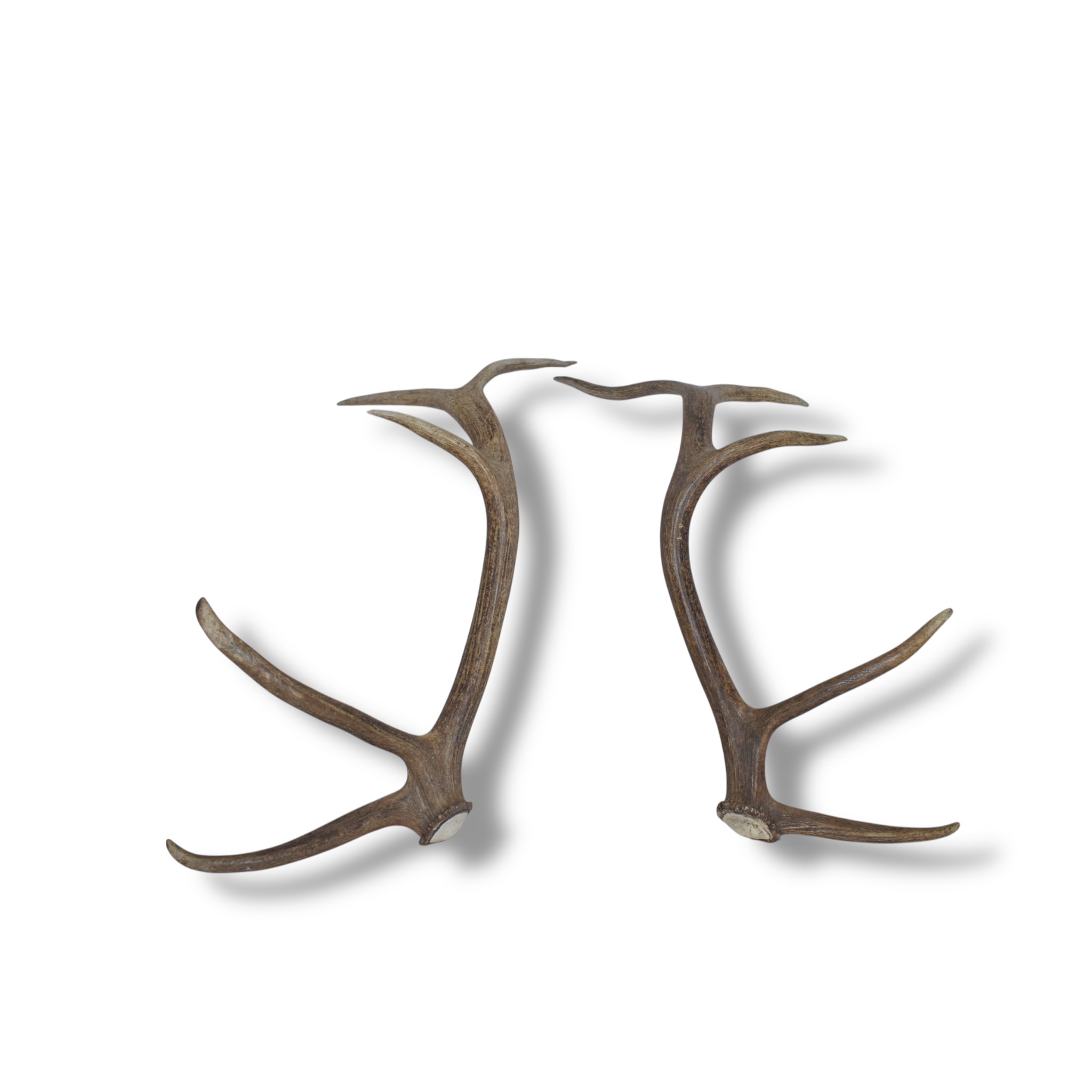 Elk Antler Set | Medium | 96