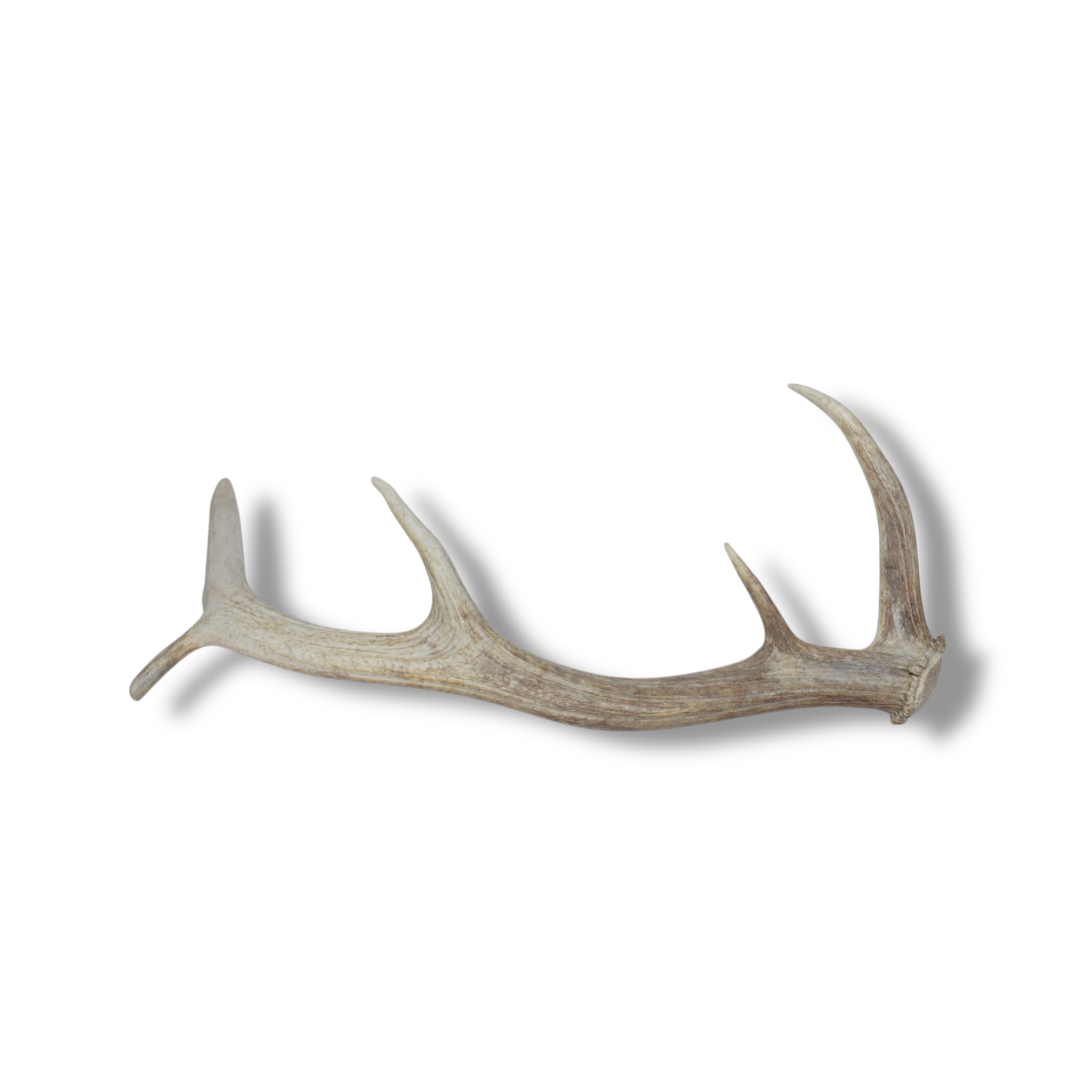 Elk Antler | 87