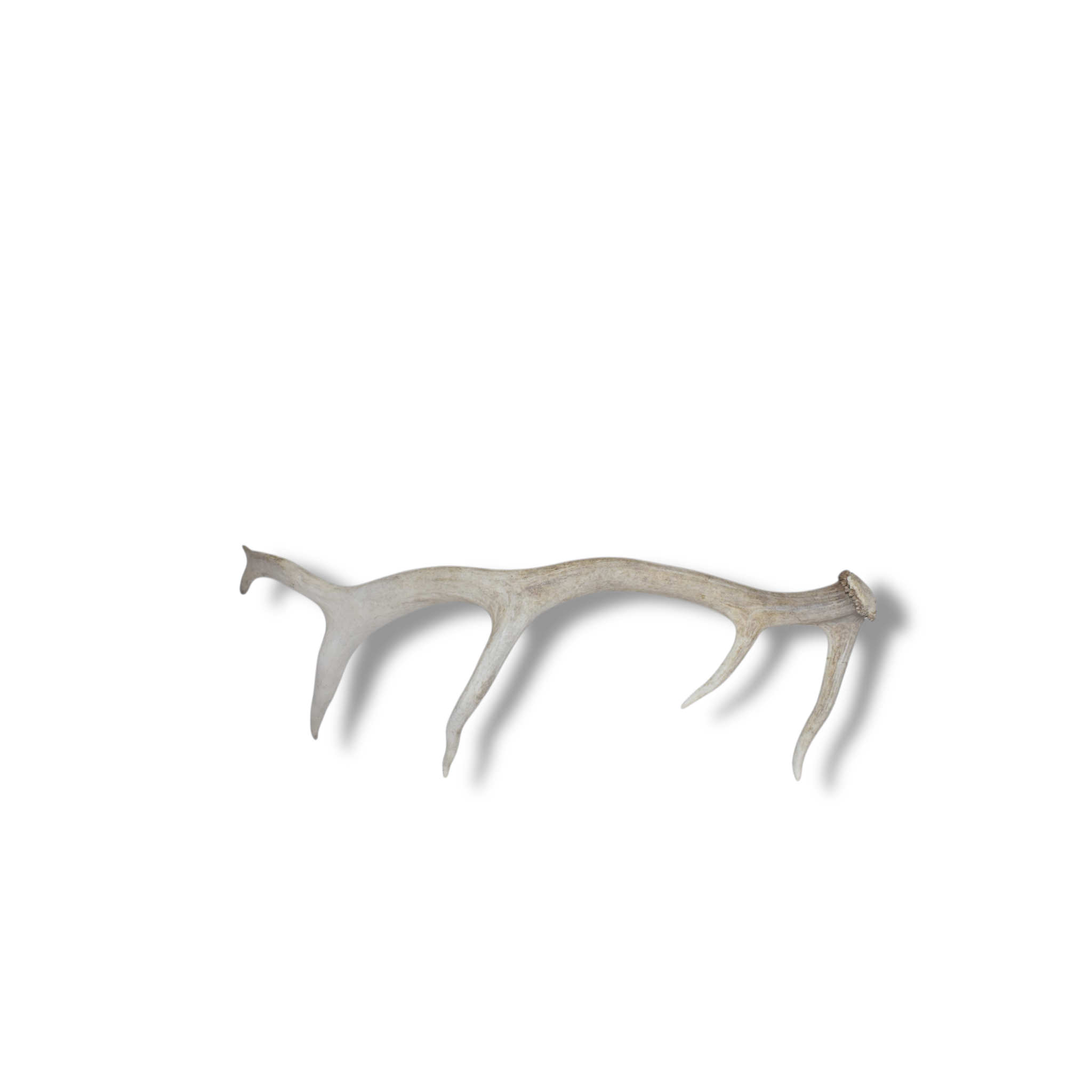 Elk Antler | Small Size | 68