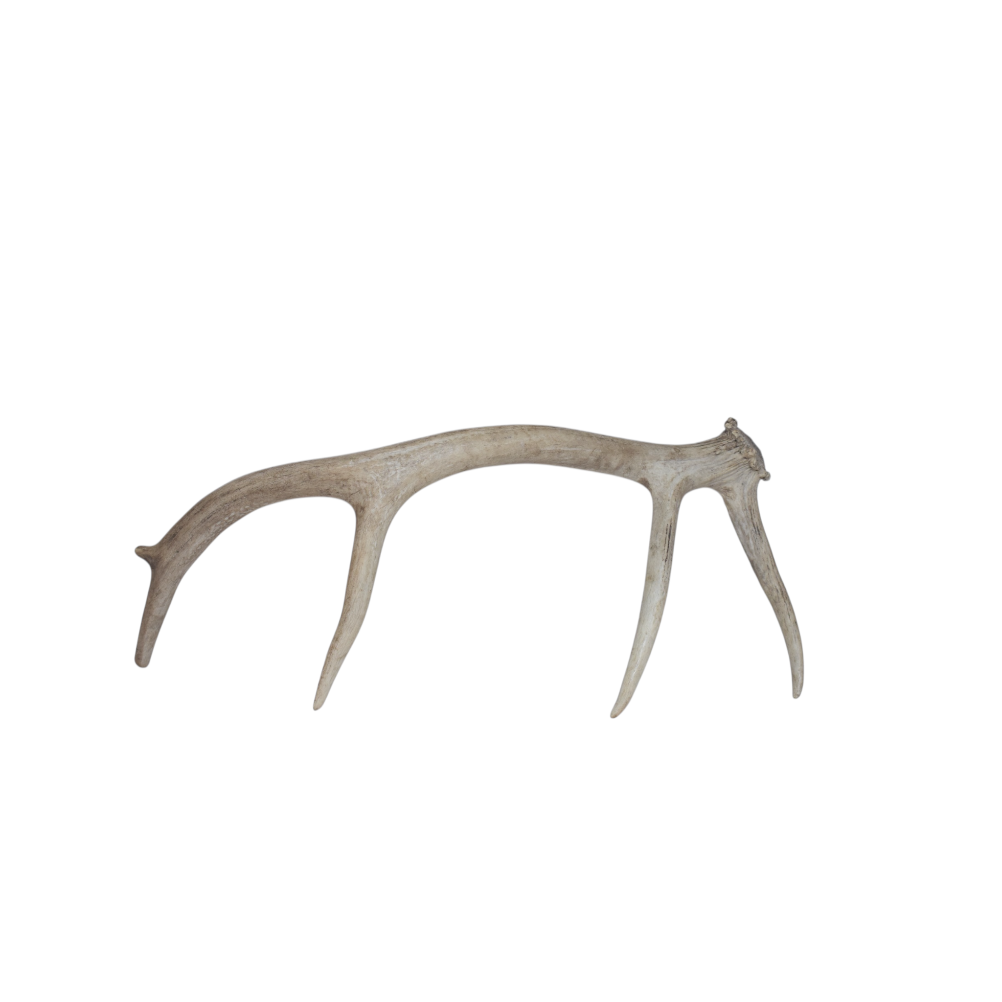 Elk Antler | Small Size | 71