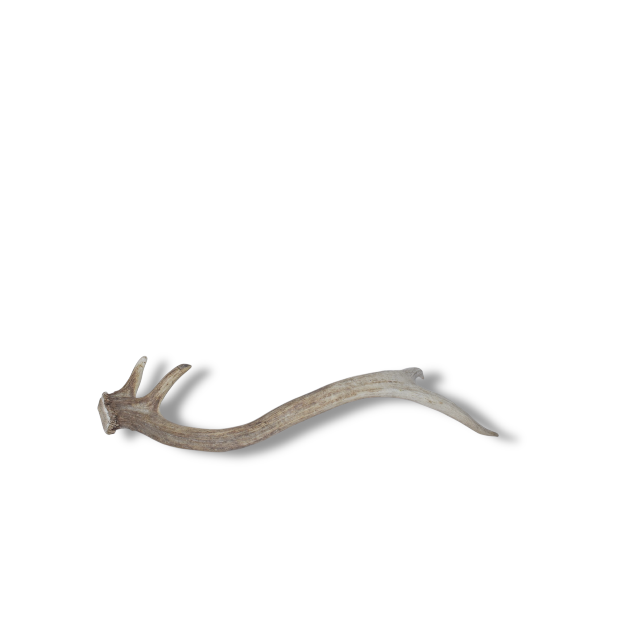 Elk Antler | Small Size | 74