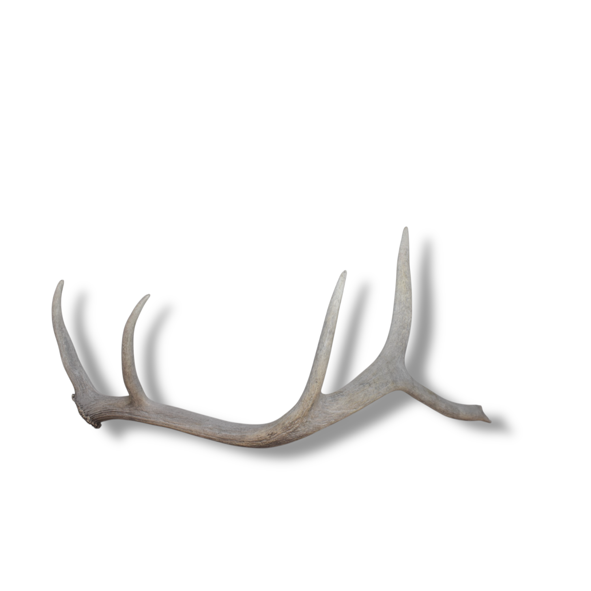 Elk Antler | 76