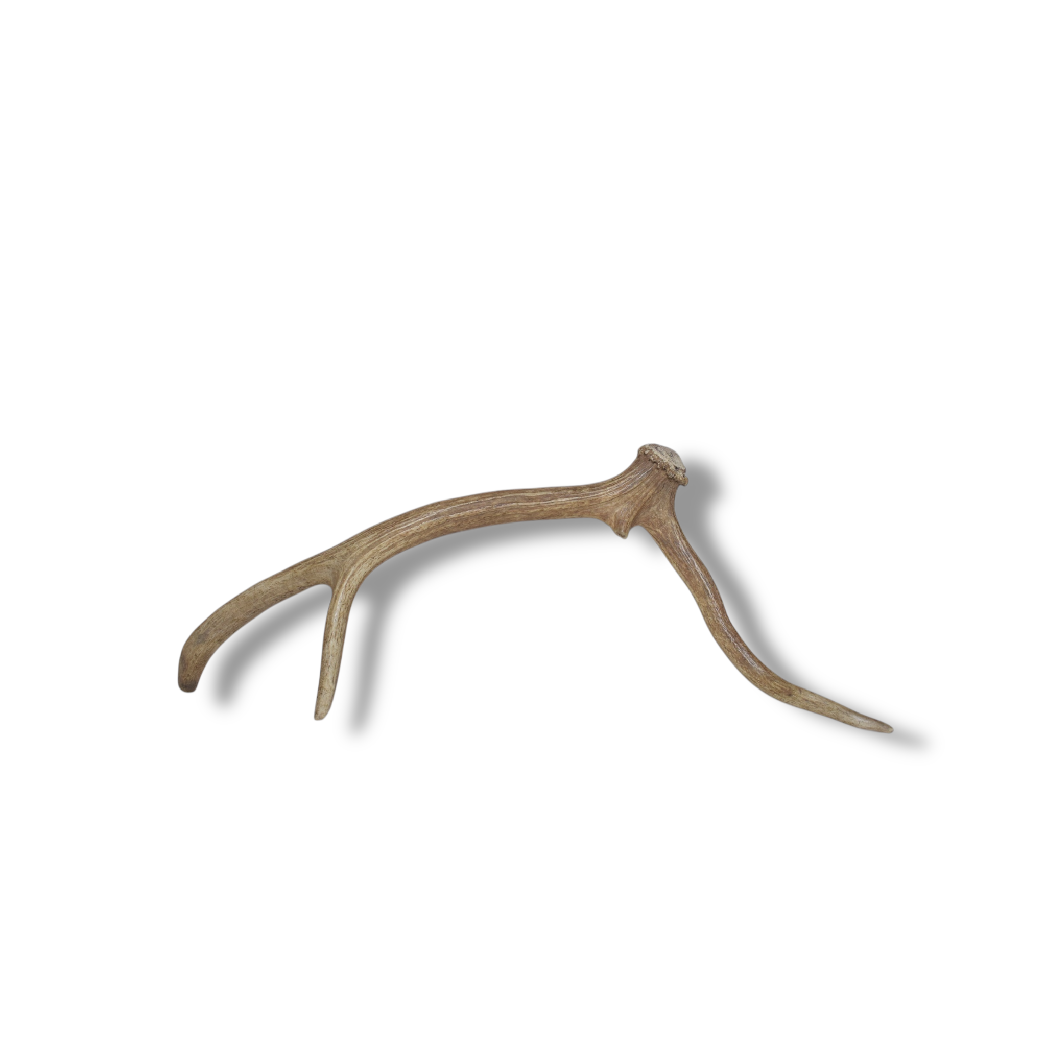 Elk Antler | Small Size | 94