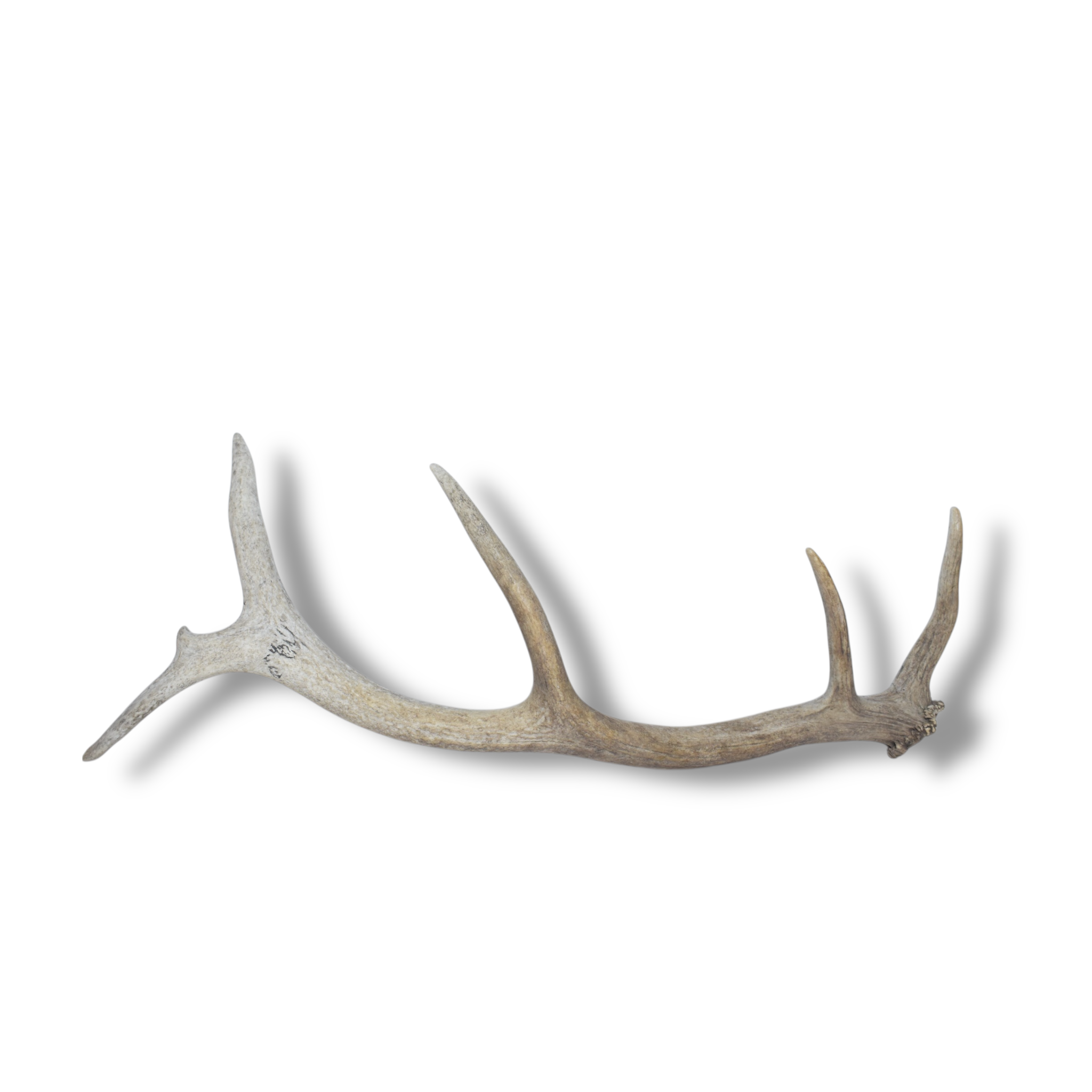 Elk Antler | Small Size | 83
